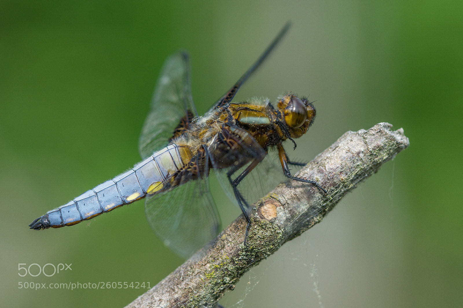 Sony a6000 sample photo. Flat belly dragonfly photography