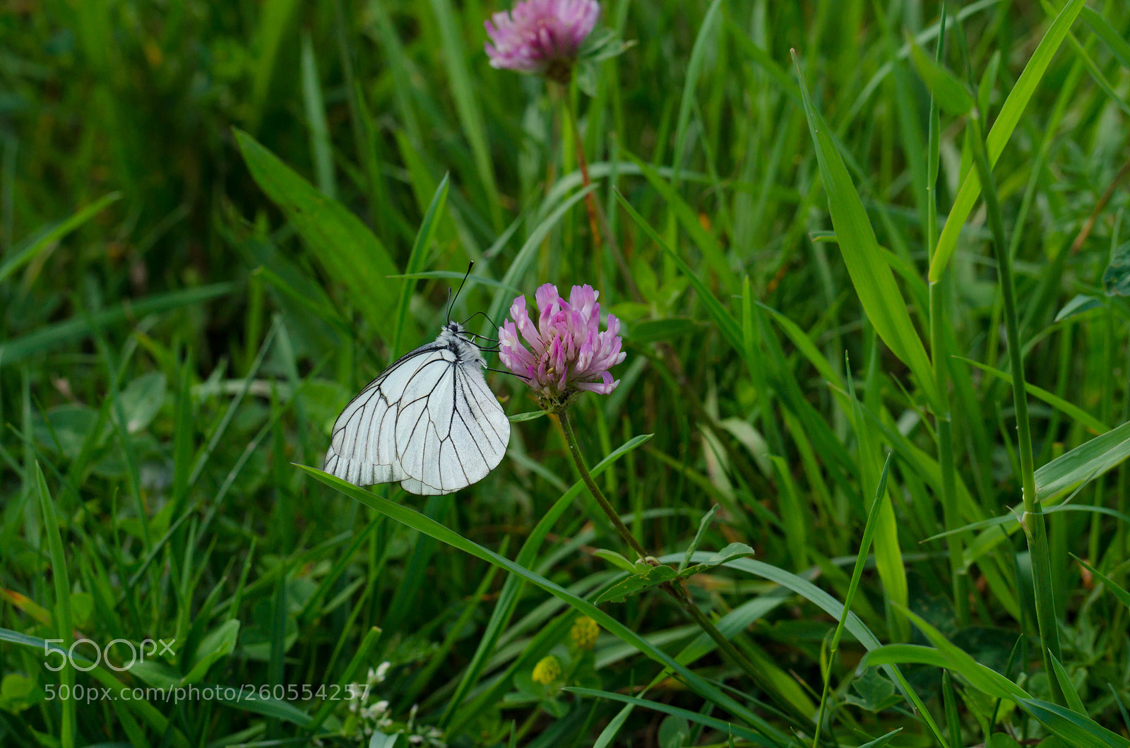 Nikon D7000 sample photo. Butterfly photography
