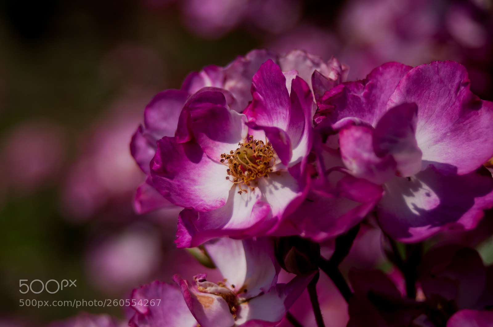 Nikon D90 sample photo. Flower photography