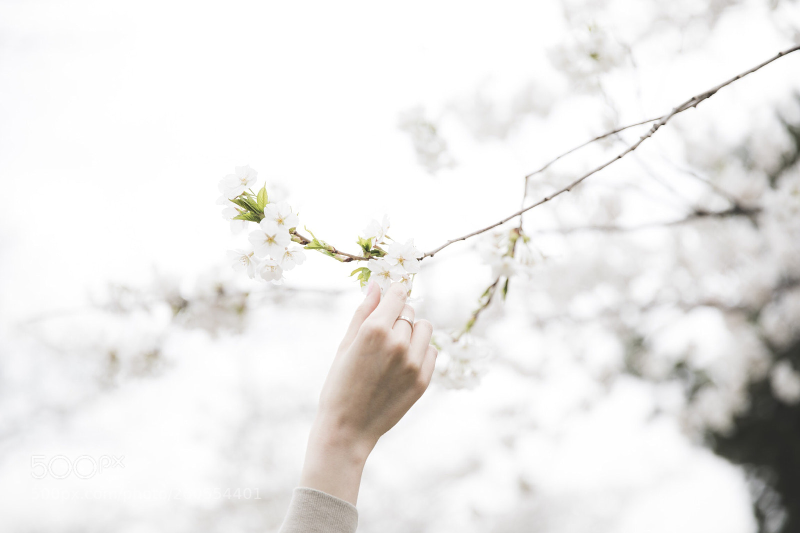 Canon EOS 5D Mark IV sample photo. Sakura. photography
