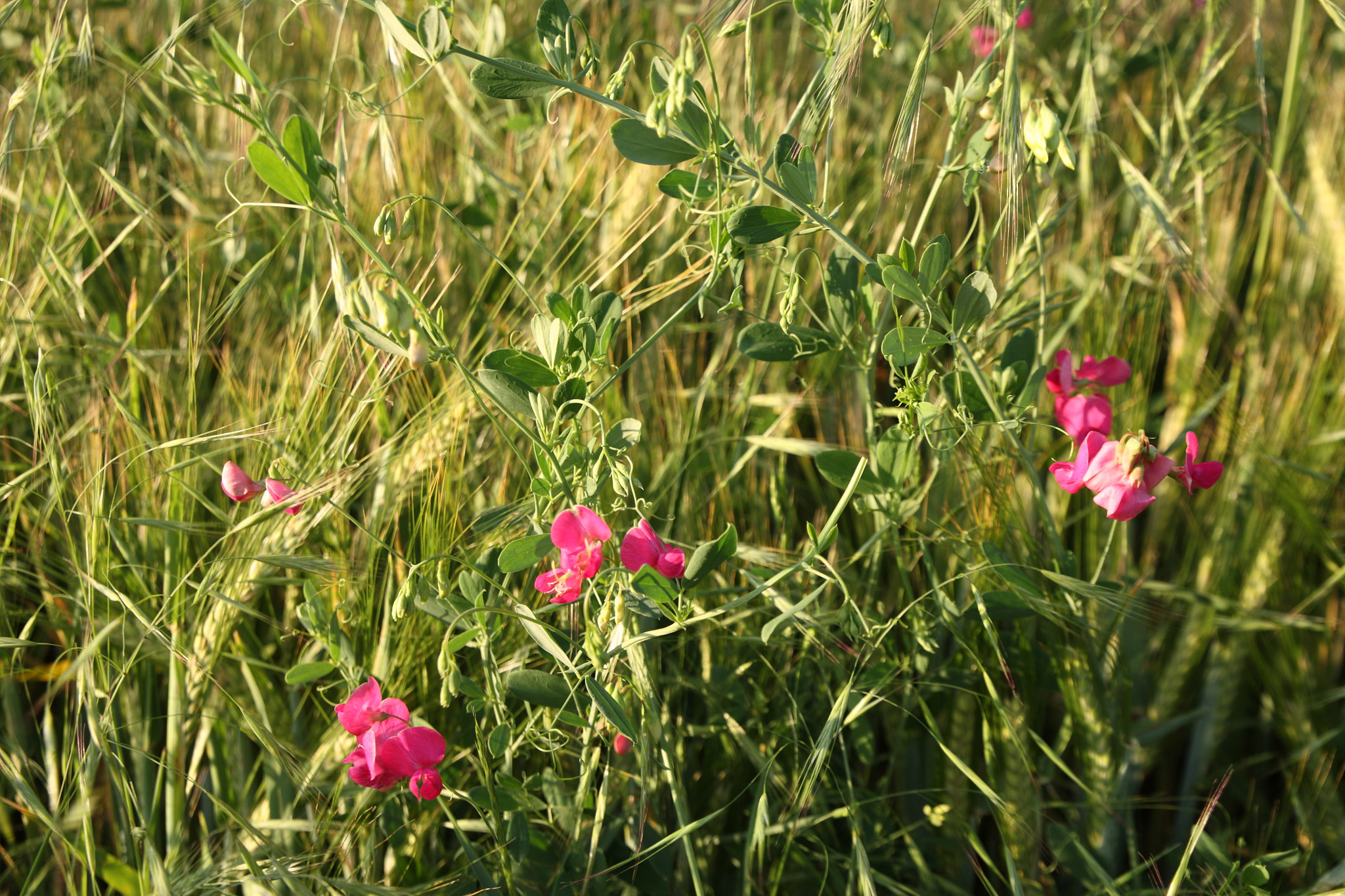 Canon EOS 5D sample photo. Grainfield flowers photography
