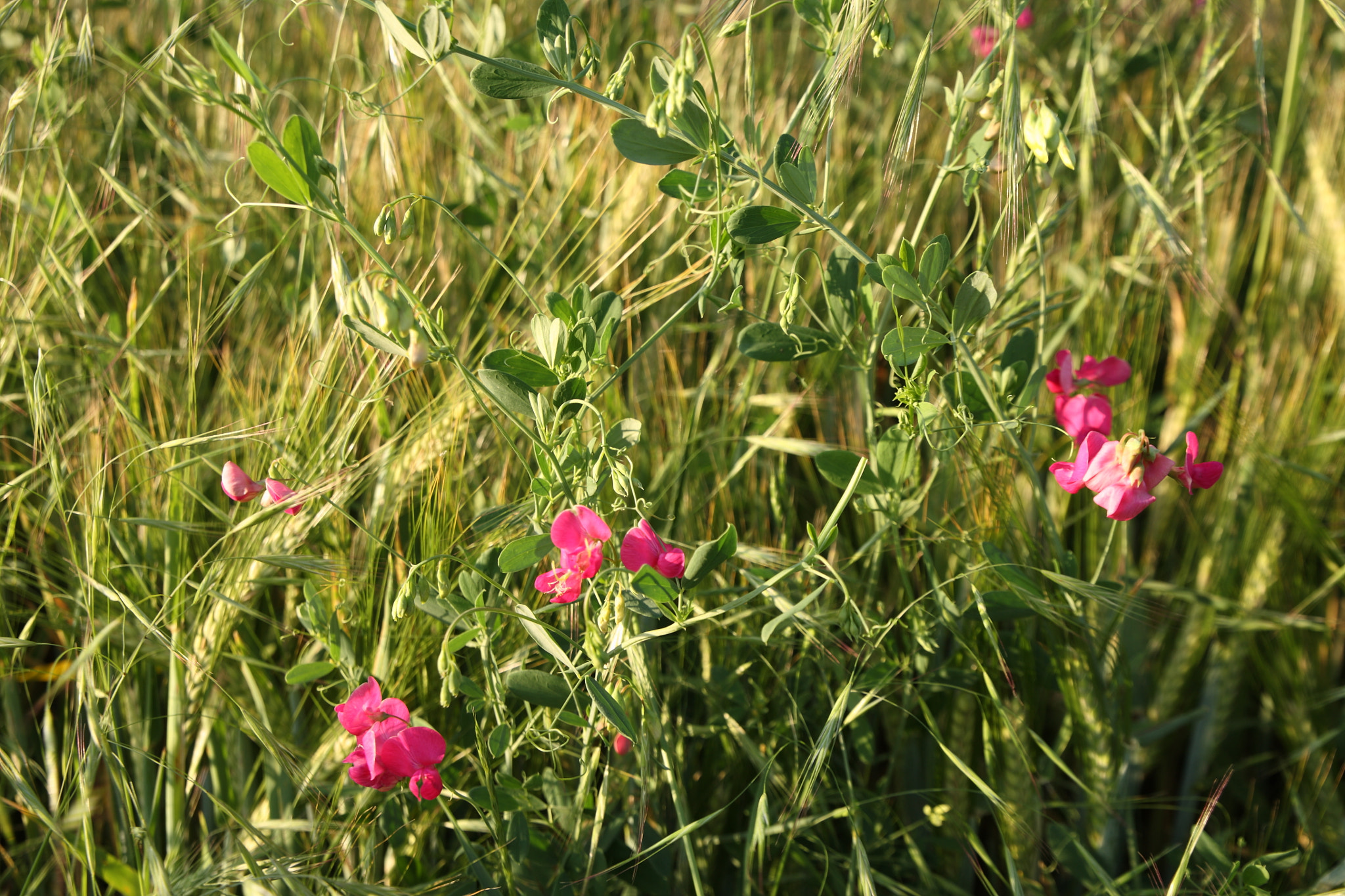 Canon EF 24-105mm F3.5-5.6 IS STM sample photo. Grainfield flowers photography