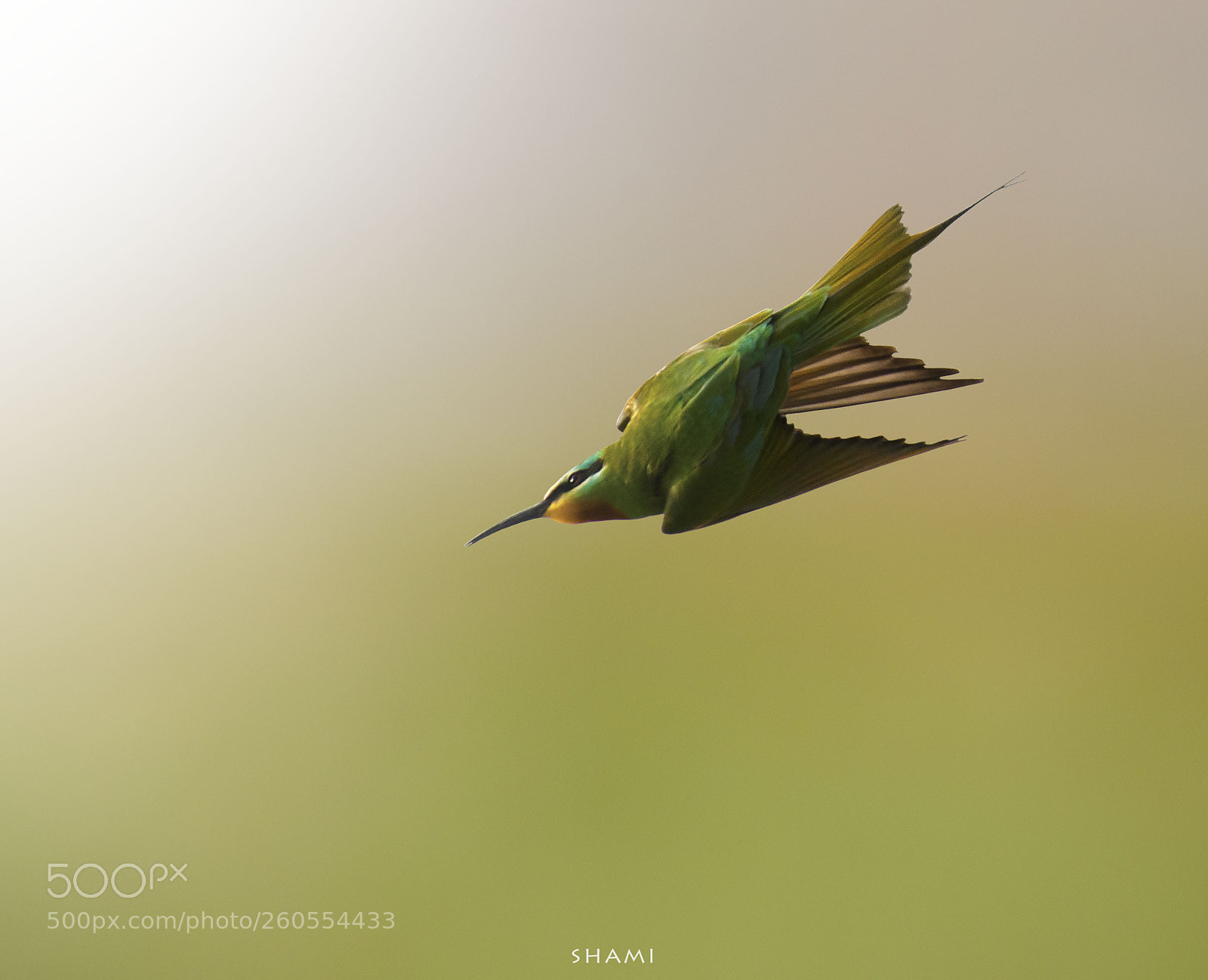 Nikon D800E sample photo. Blue cheeked bee eater photography