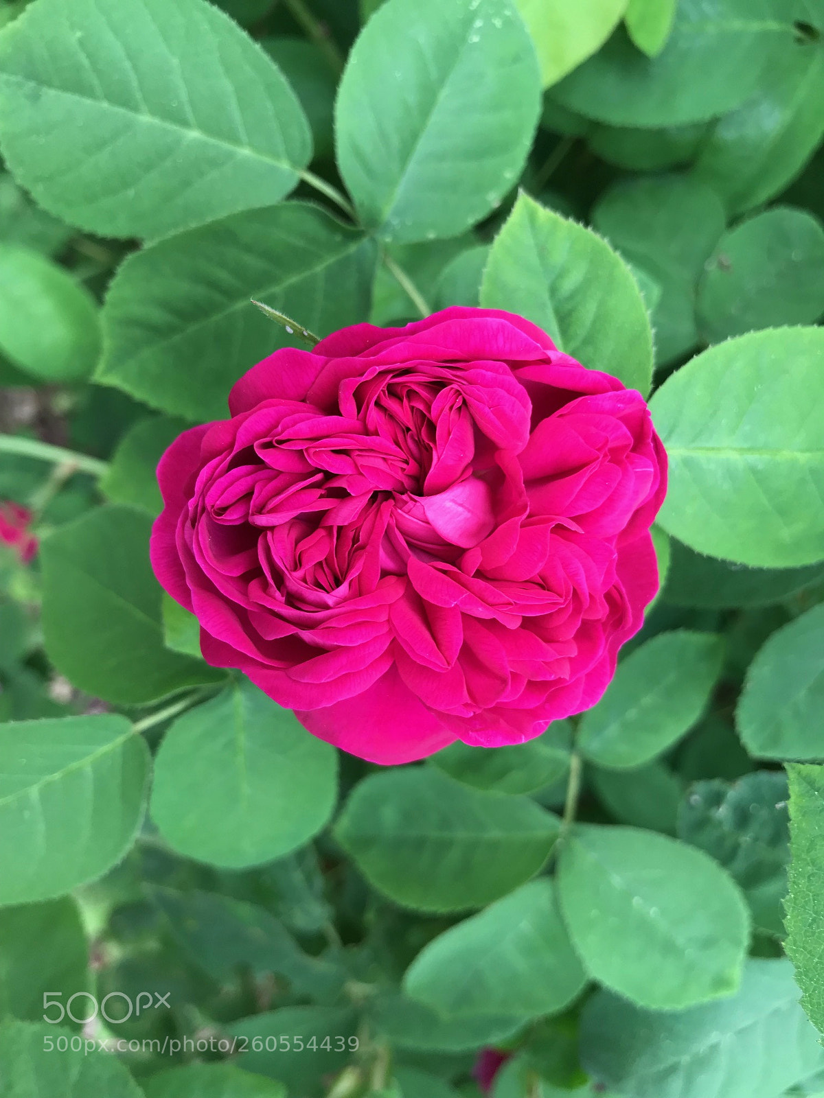 Apple iPhone 7 sample photo. Rosa gallica 'charles de photography