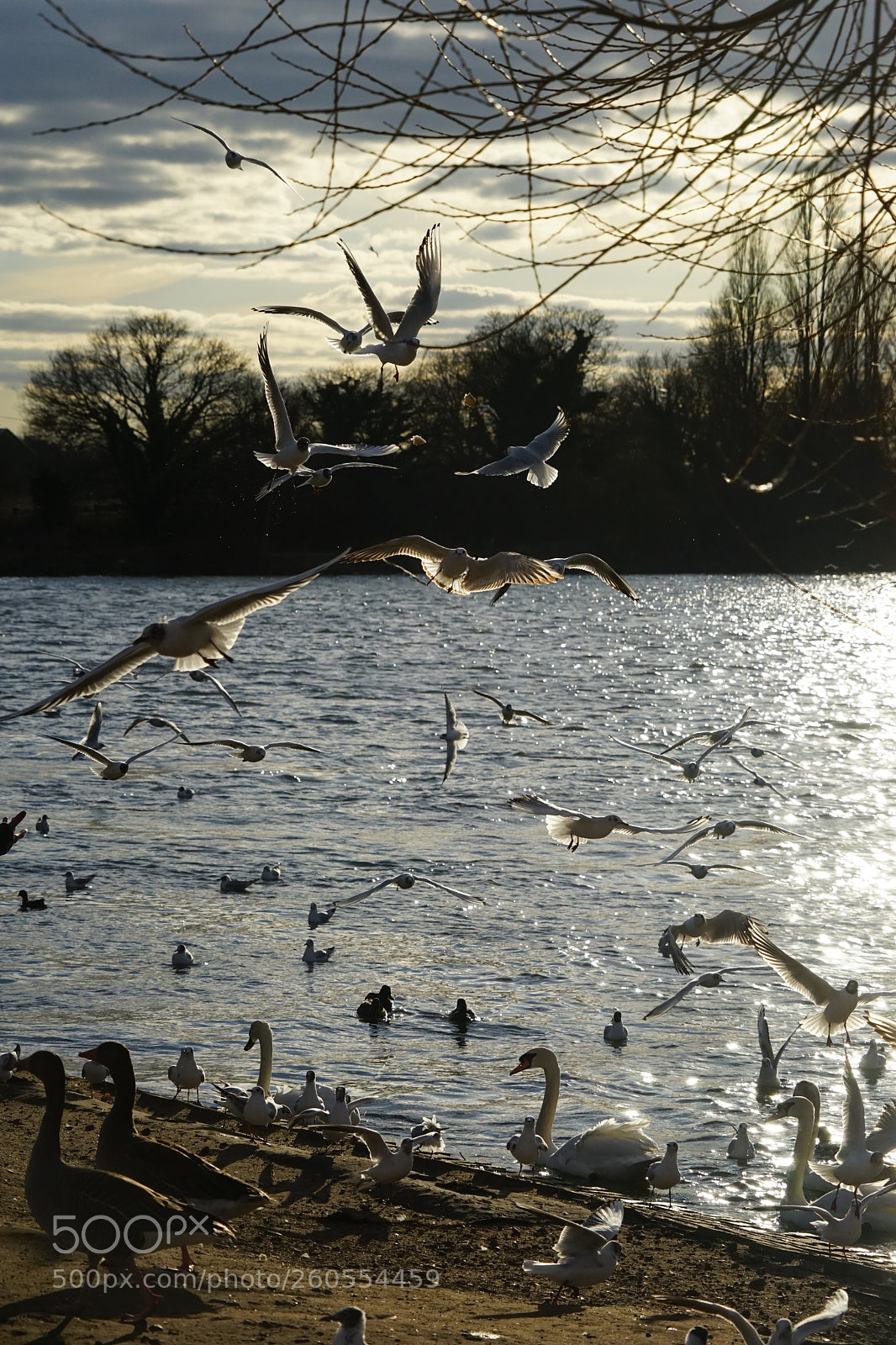 Sony a7 sample photo. Flock in flight photography