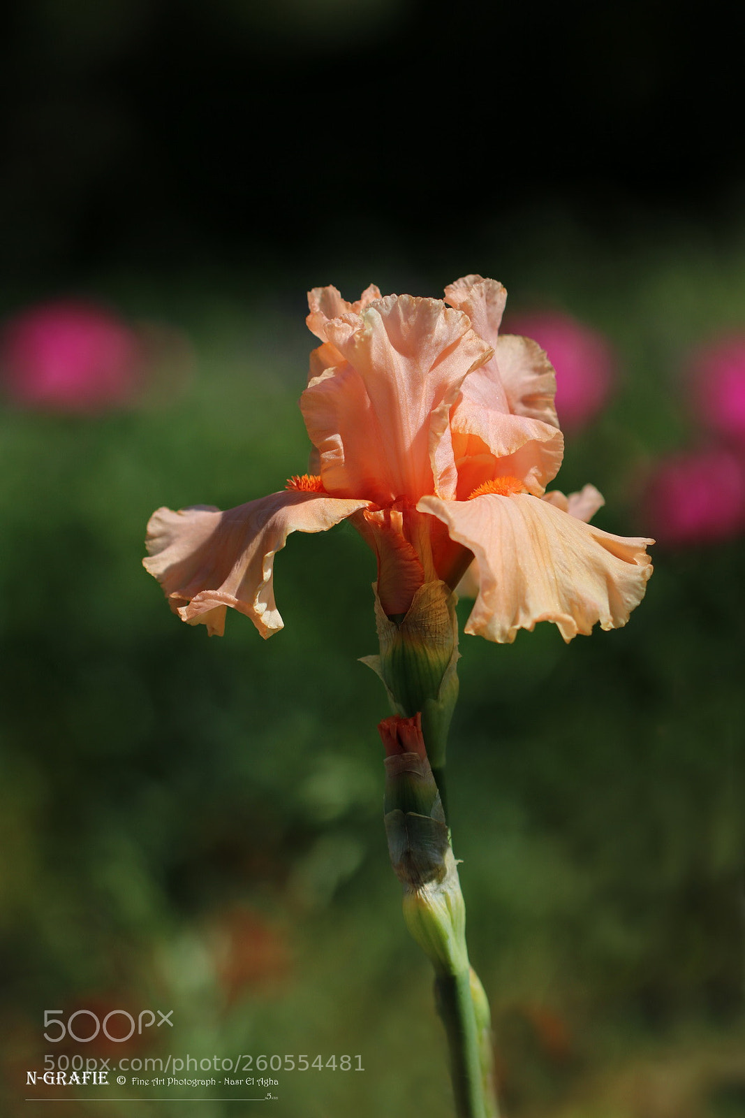 Canon EOS 80D sample photo. Untitled photography