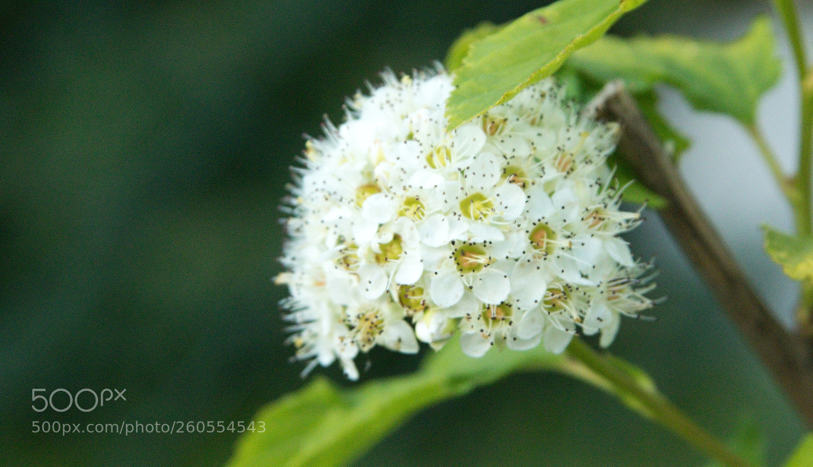 Canon EOS 77D (EOS 9000D / EOS 770D) sample photo. White flower photography