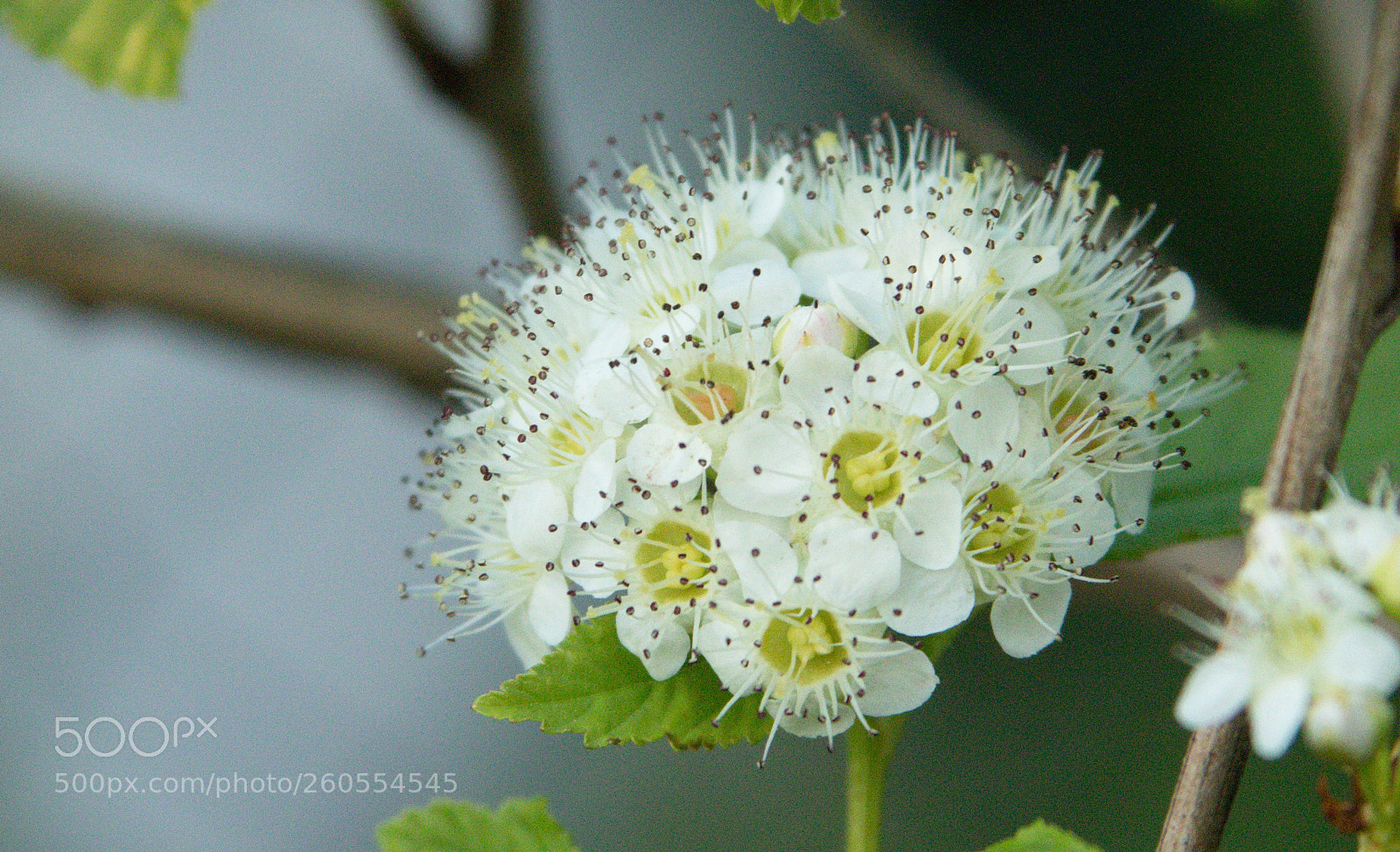 Canon EOS 77D (EOS 9000D / EOS 770D) sample photo. White flower photography