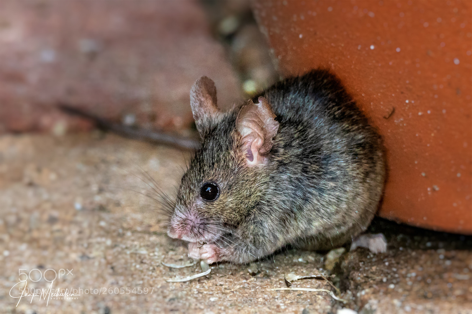 Canon EOS 7D Mark II sample photo. House mouse photography