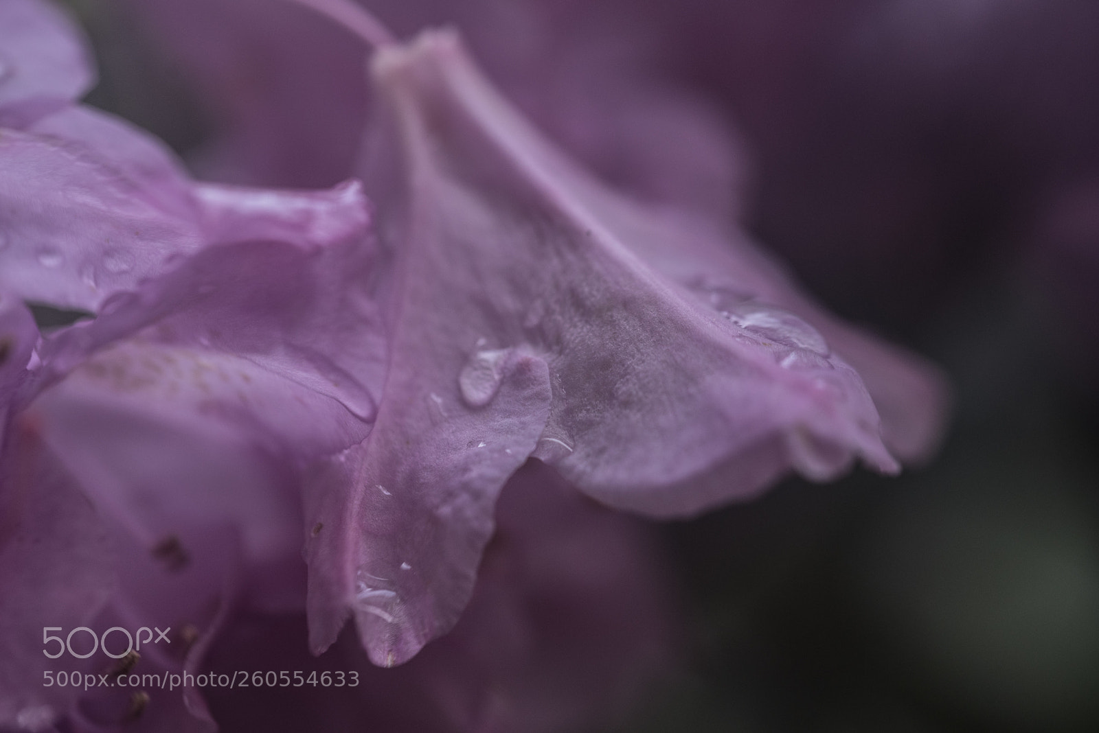 Nikon D750 sample photo. Drops on purple beauty photography