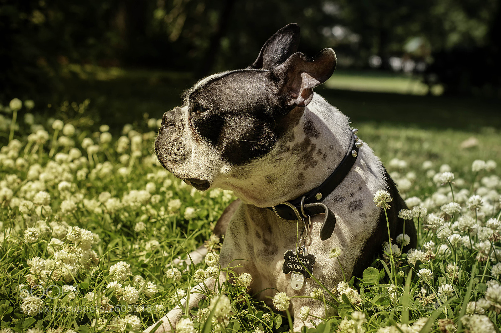Canon EOS 70D sample photo. Clover daze photography