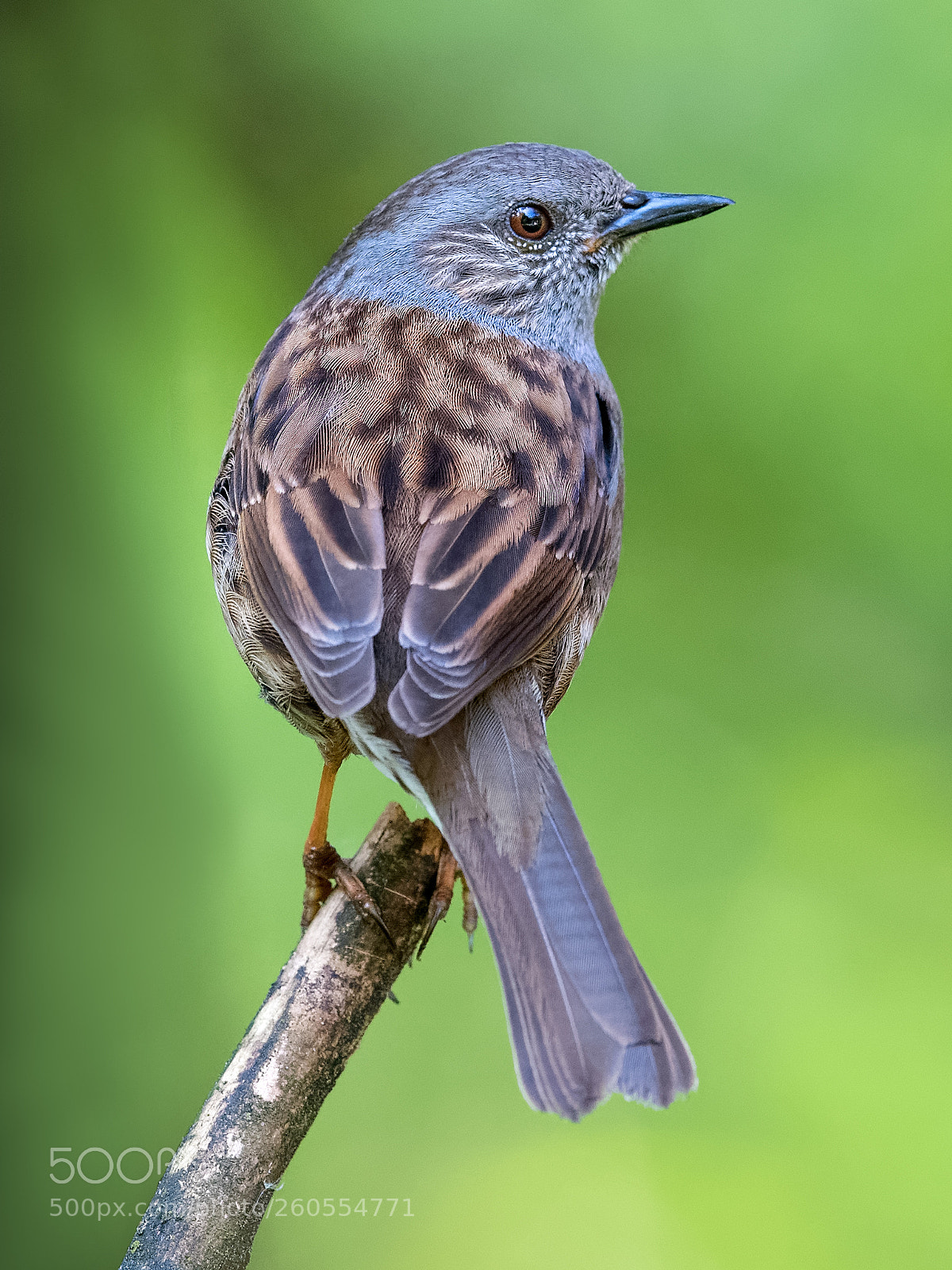 Nikon D500 sample photo. Hedge accentor photography