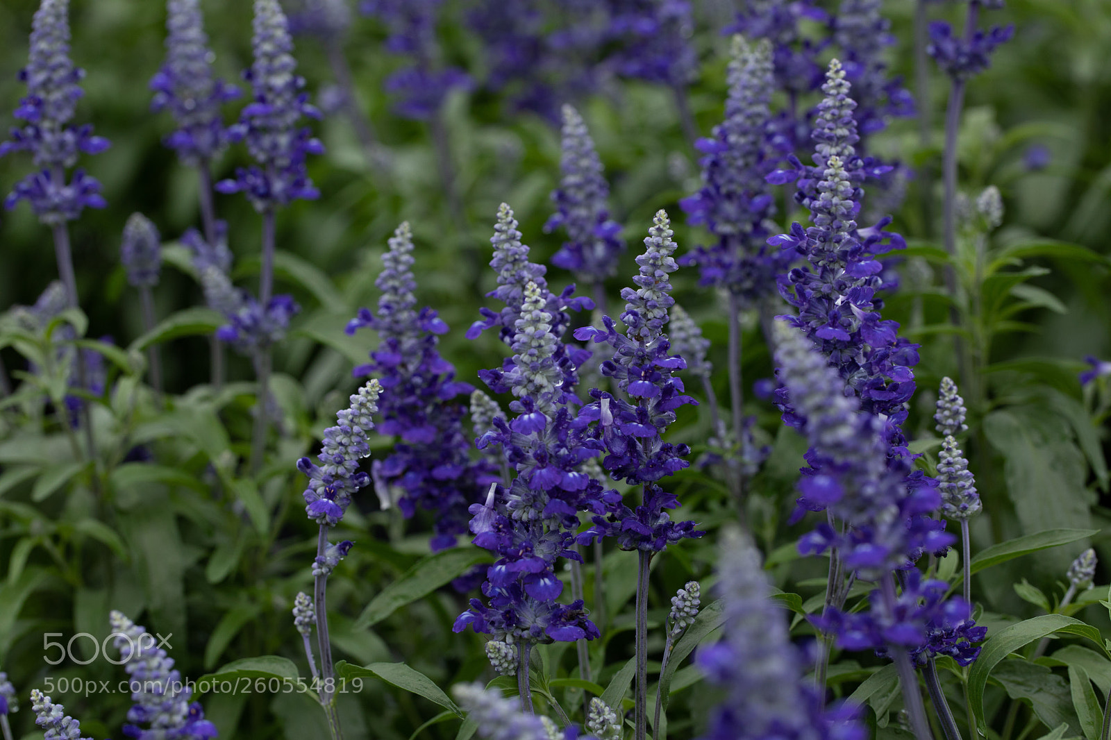 Canon EOS 5D Mark IV sample photo. Sea of blue photography