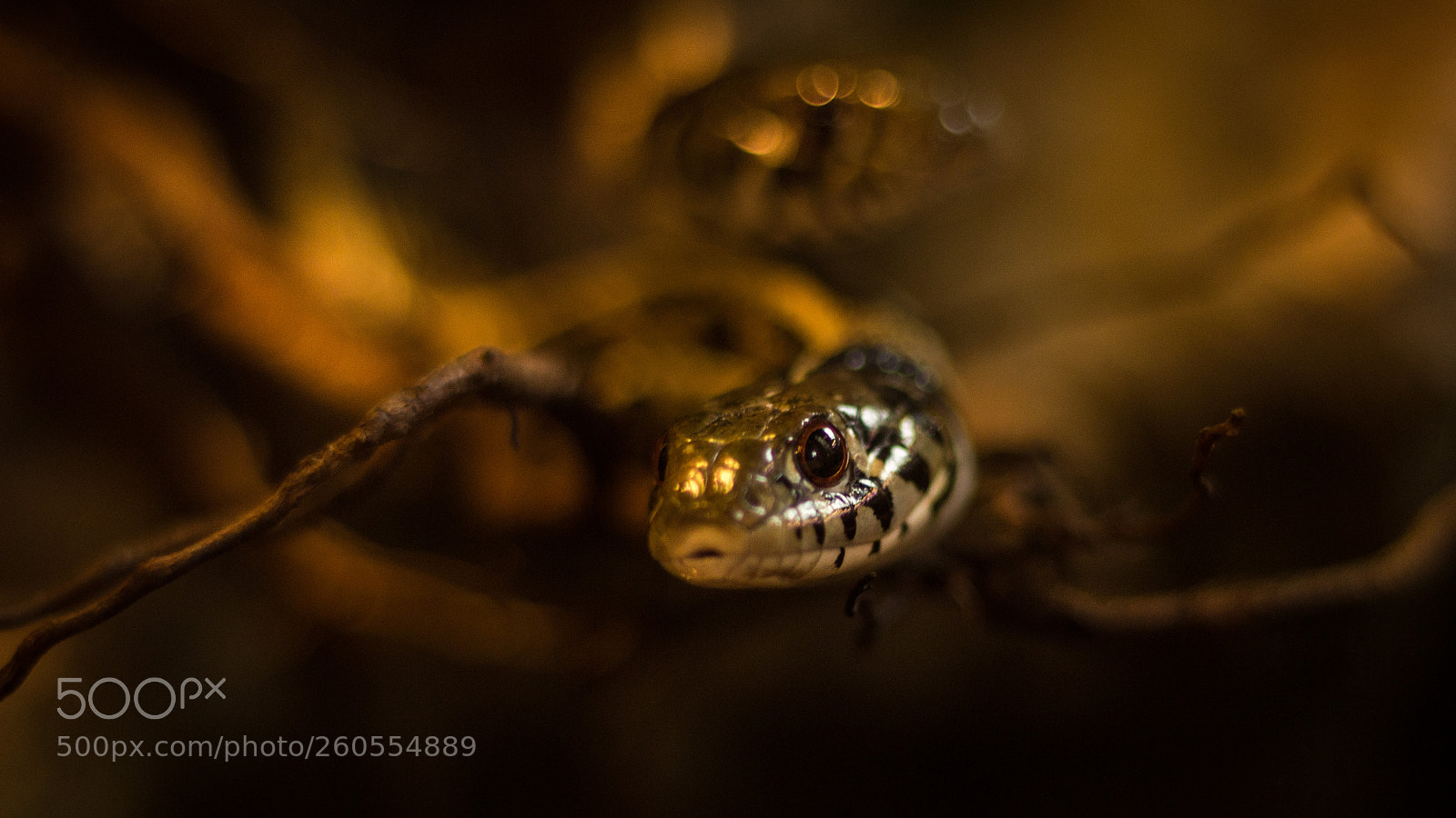 Canon EOS 600D (Rebel EOS T3i / EOS Kiss X5) sample photo. Snake photography