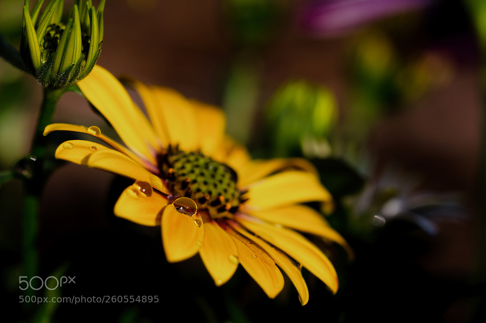 Canon EOS 700D (EOS Rebel T5i / EOS Kiss X7i) sample photo. Waterdrop photography