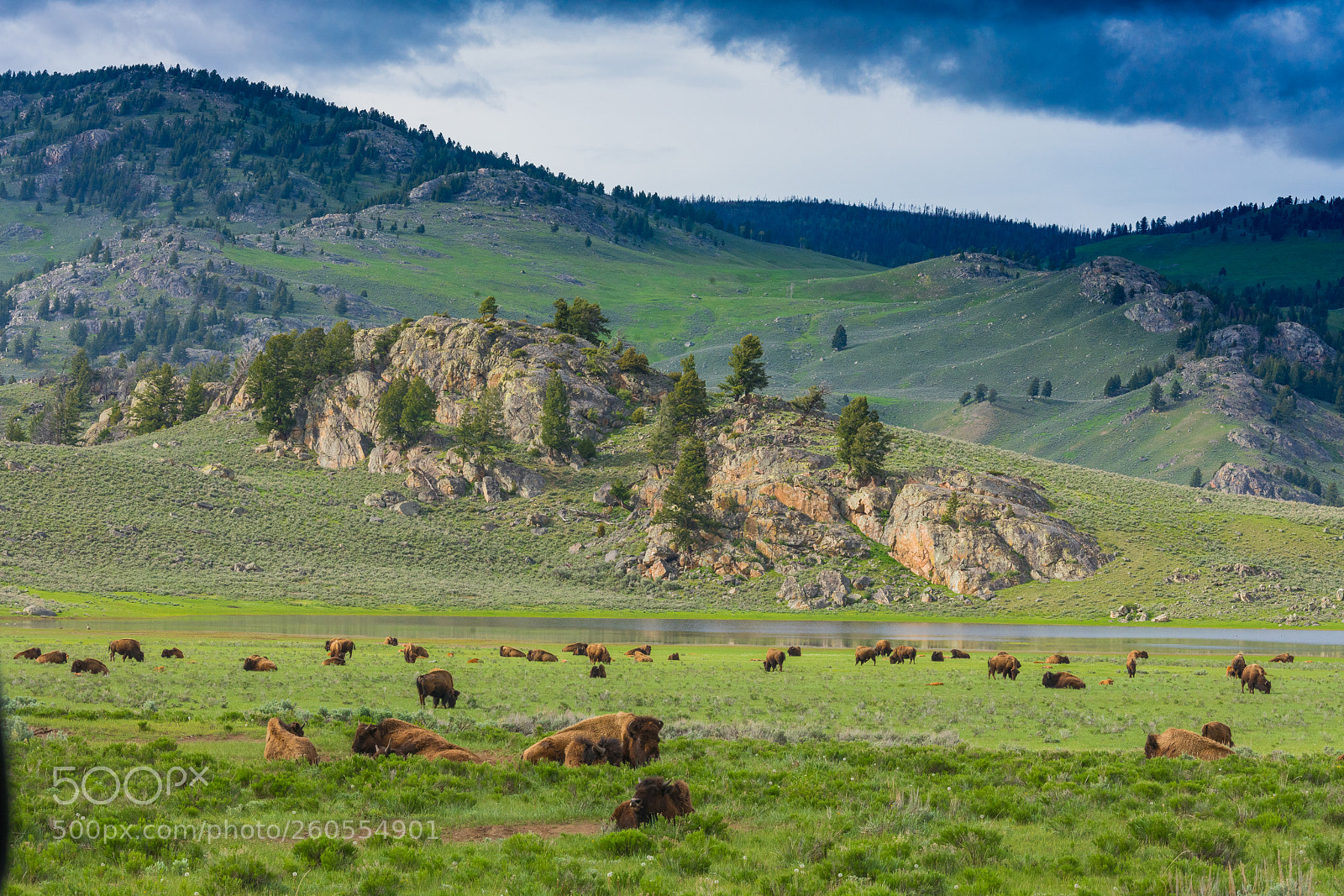 Sony a7R III sample photo. Buffalo landscape photography