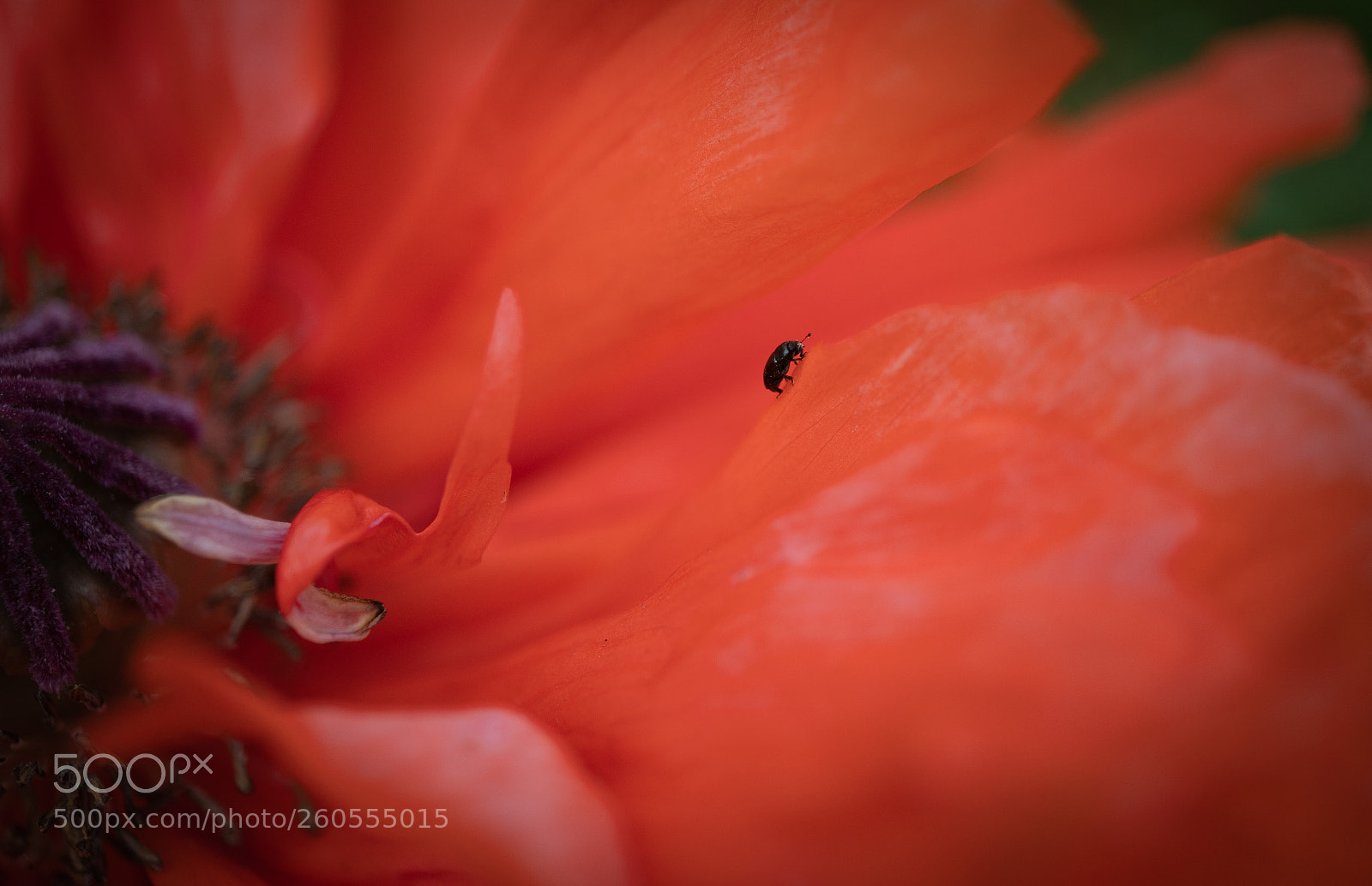 Sony a7R II sample photo. Dsc04395-2.jpg photography