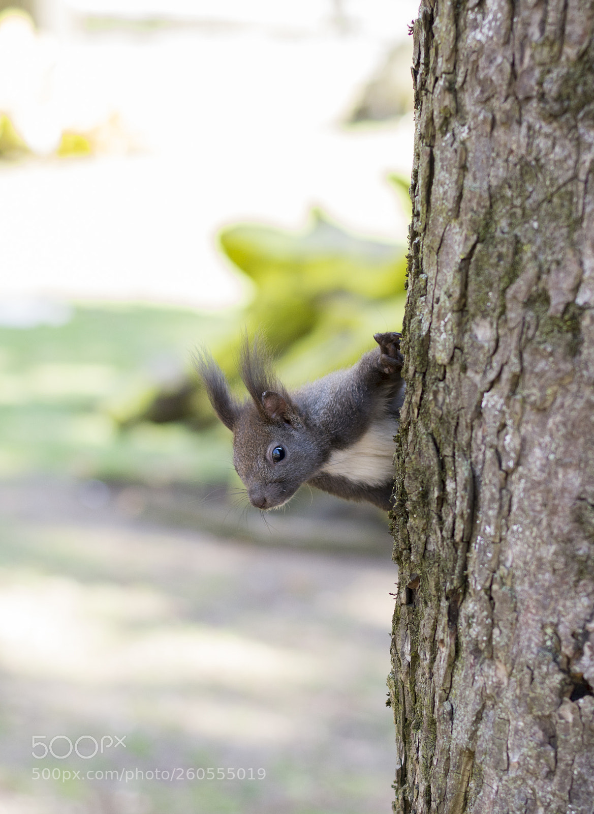 Nikon D7200 sample photo. Squirrel photography