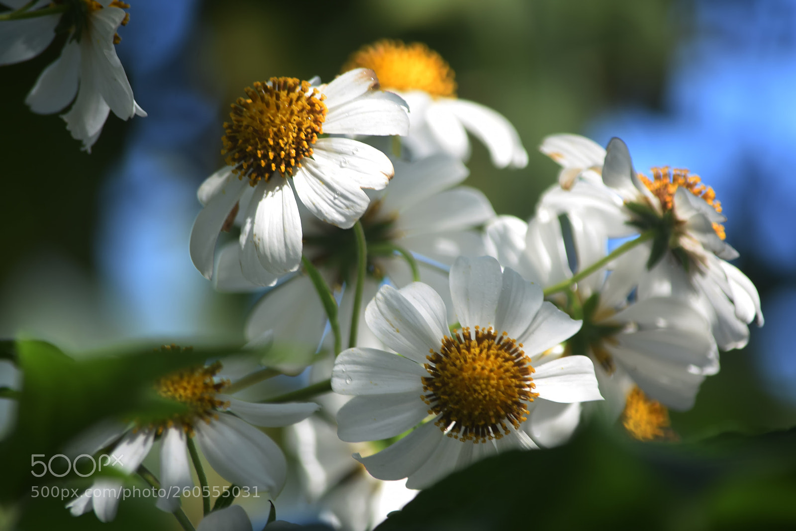 Nikon D5300 sample photo. Melissa photography