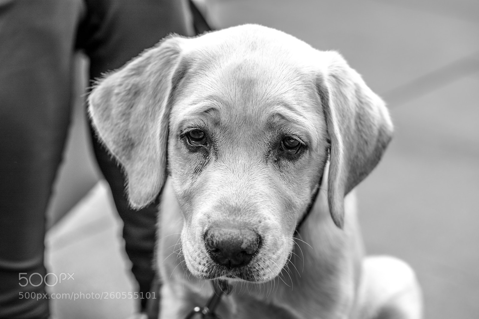Canon EOS 5D Mark IV sample photo. Lot photography