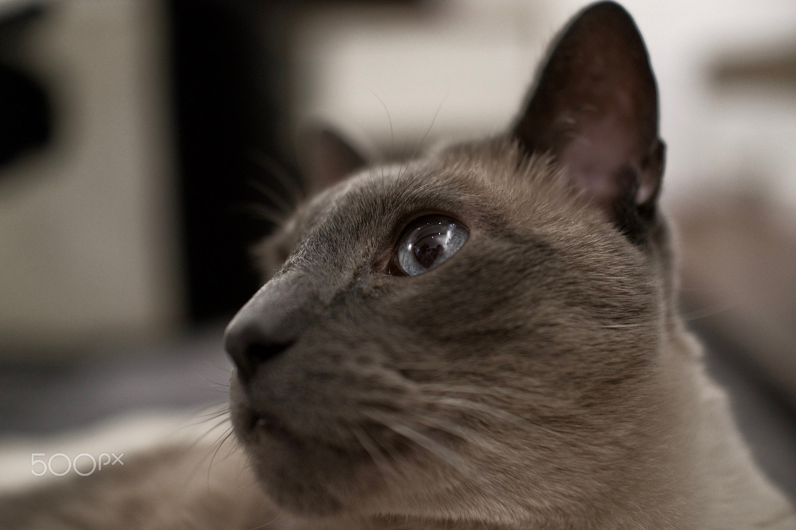 Sony Cyber-shot DSC-RX1 sample photo. Distracted photography