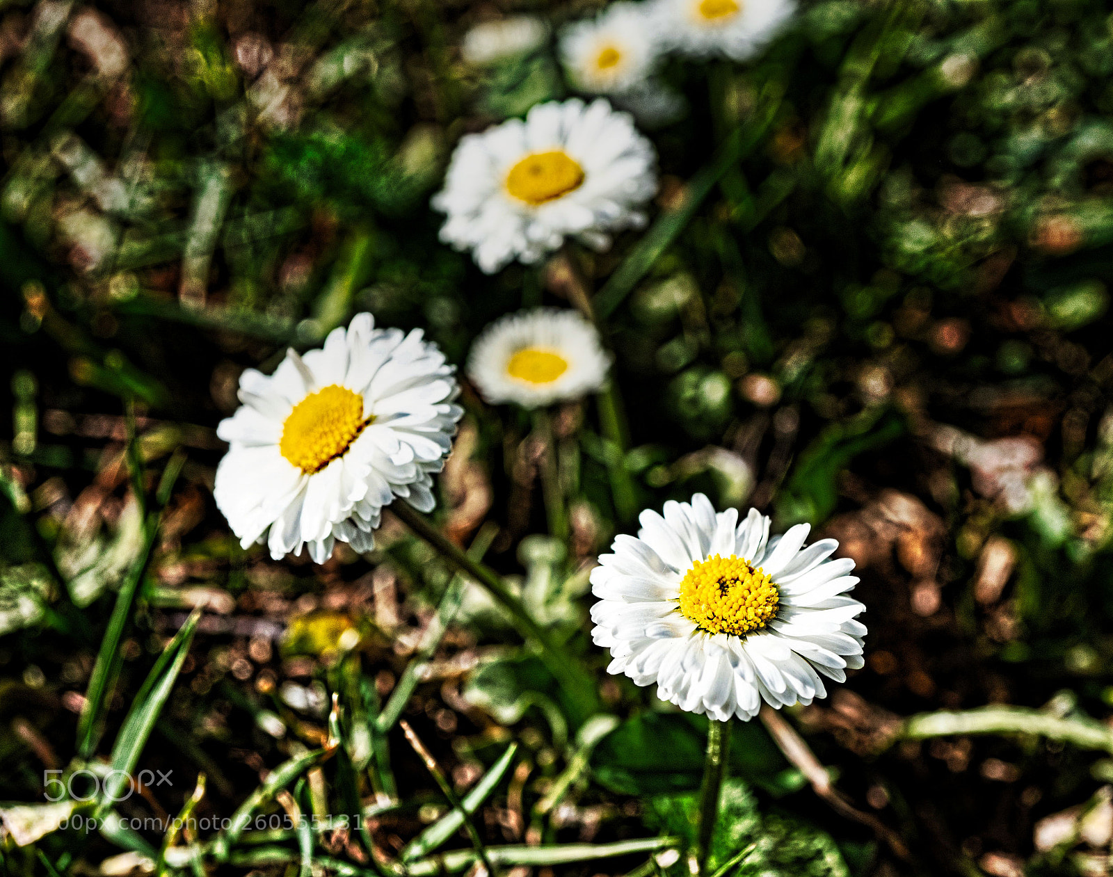 Sony a7R II sample photo. Dsc photography