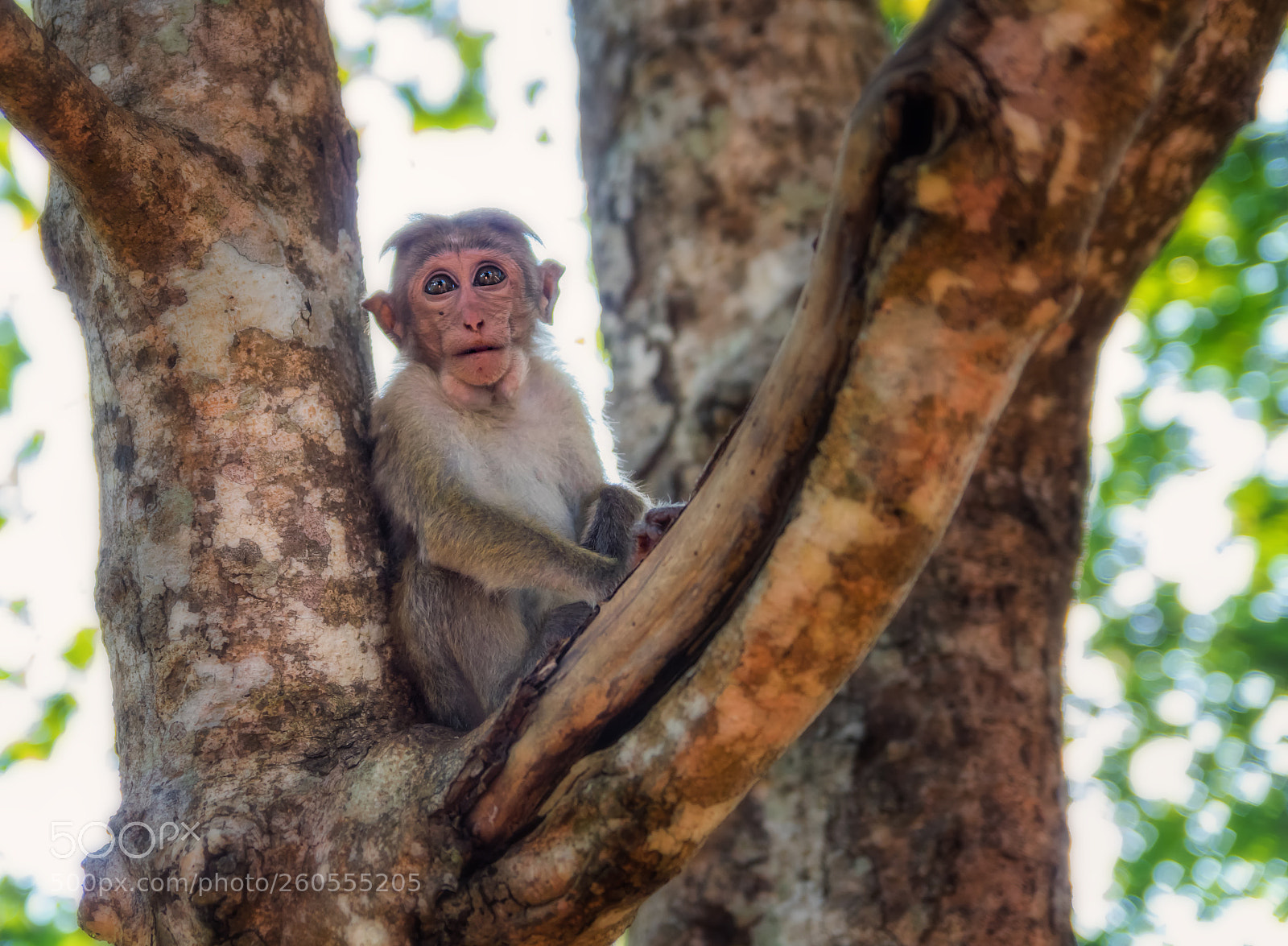 Pentax K-3 sample photo. Monkey on the tree. photography