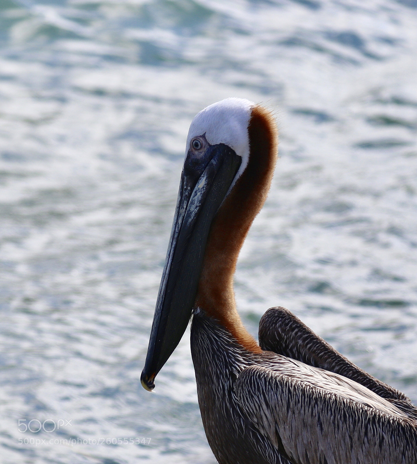 Canon EOS 80D sample photo. Brown pelican  photography
