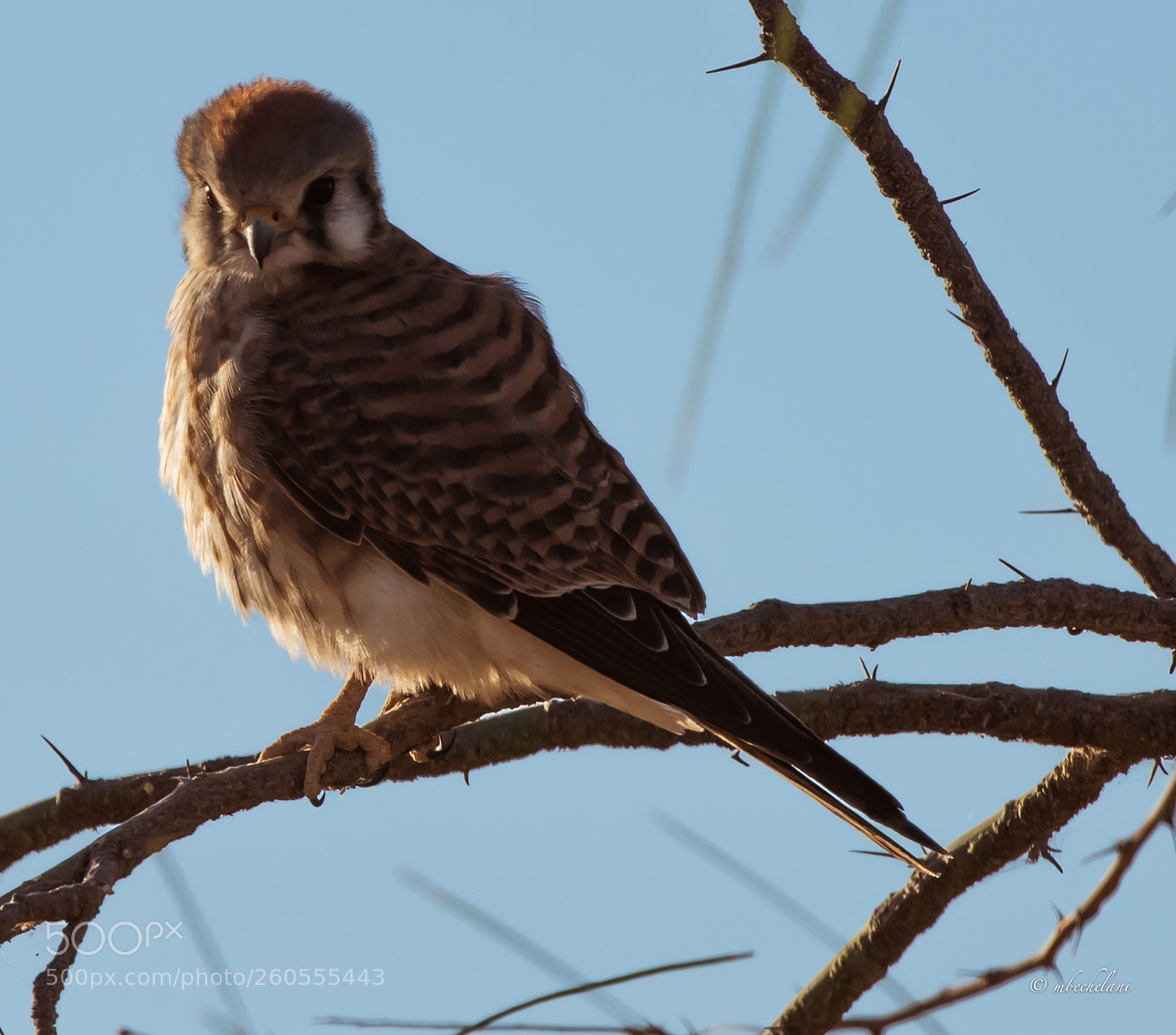 Nikon D810 sample photo. Mbs photography