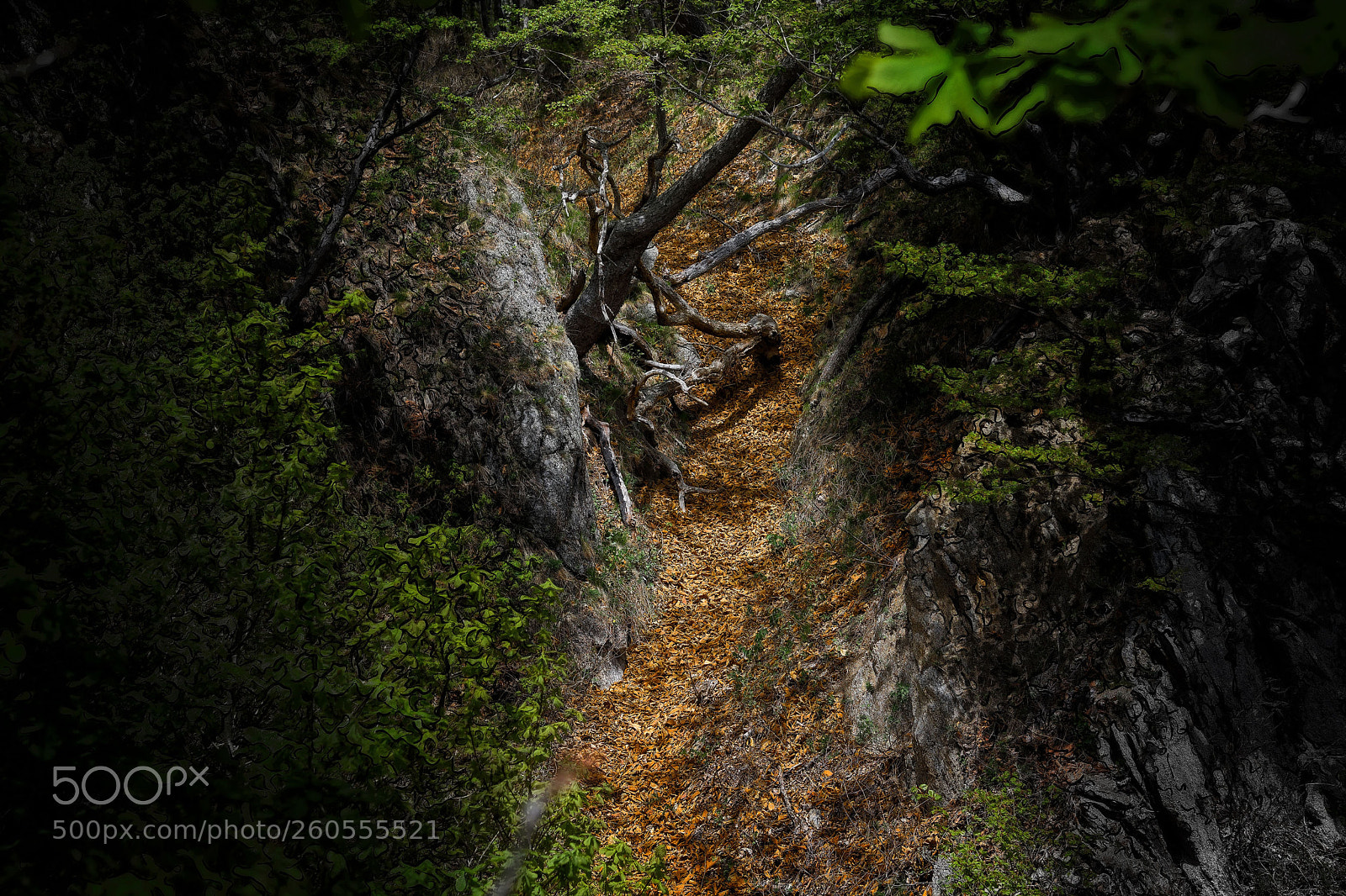 Nikon D850 sample photo. Way to hobbit land photography