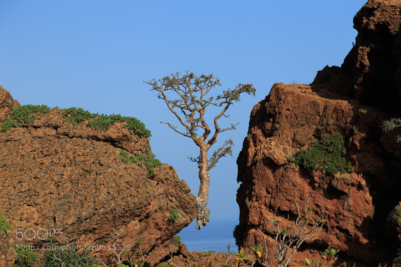 Canon EOS 6D sample photo. Frankincense tree, socotra, yemen
 photography