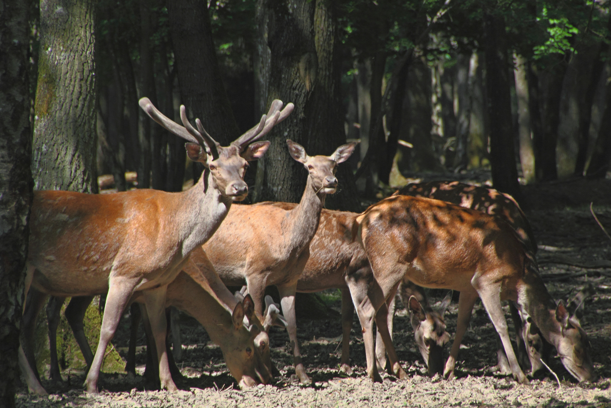 Canon 18-270mm sample photo. Deer and does photography