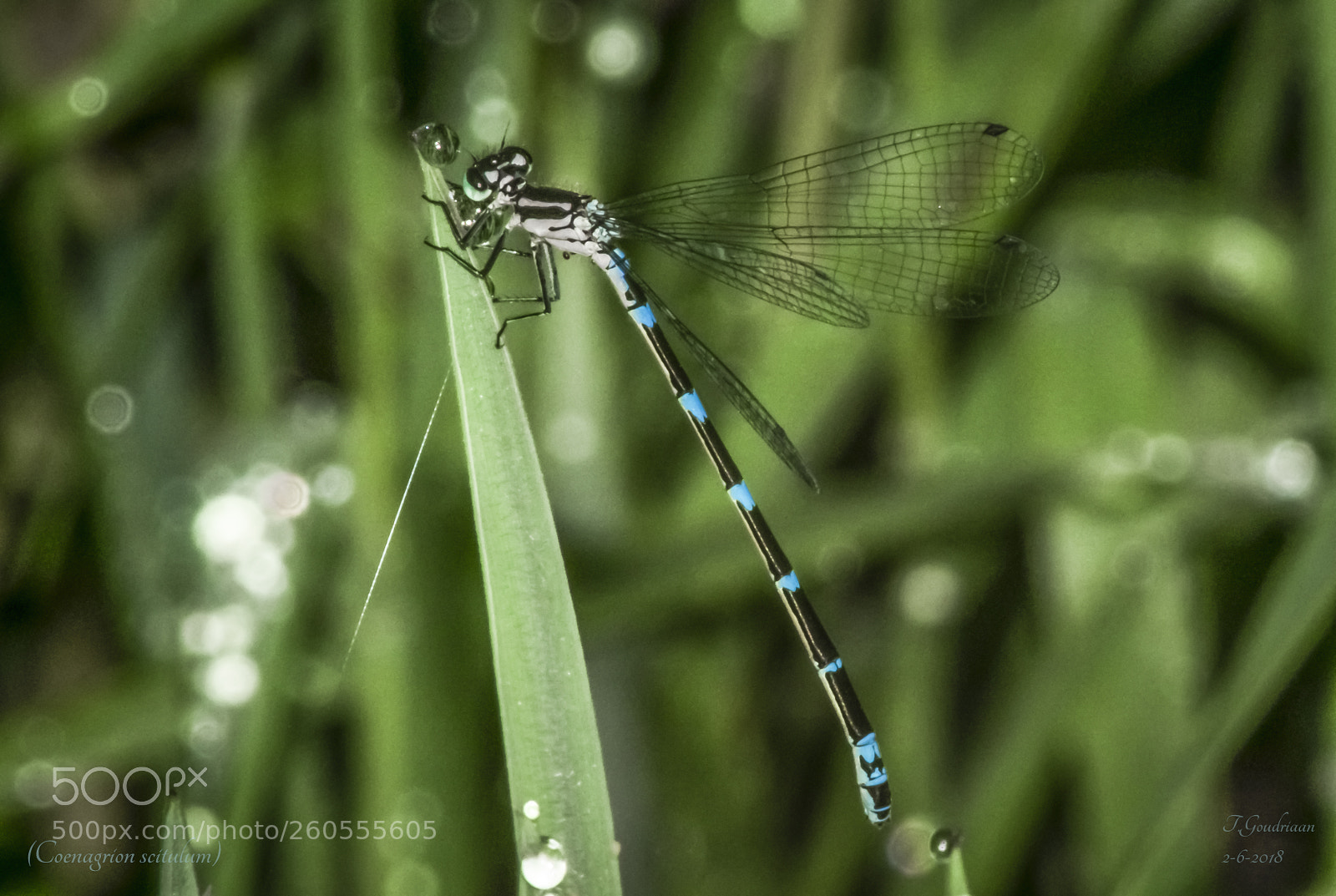 Nikon D5300 sample photo. Dragonfly (coenagrion scitulum) photography