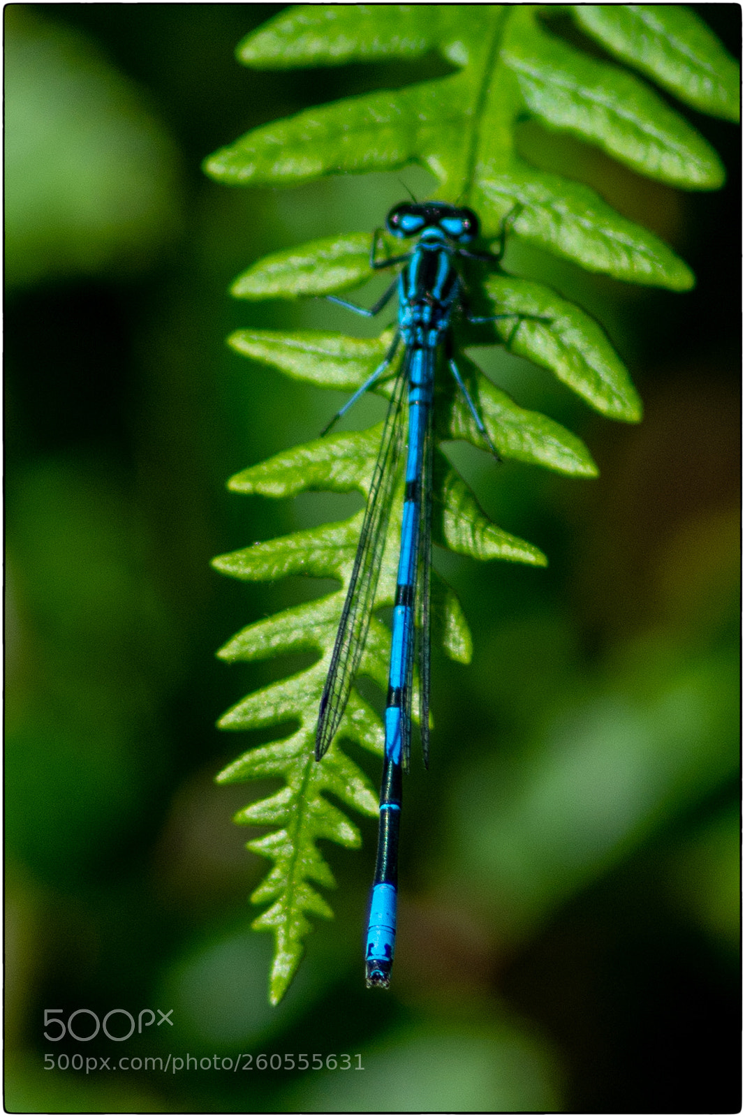 Nikon D7100 sample photo. Abbot's wood arlington east photography