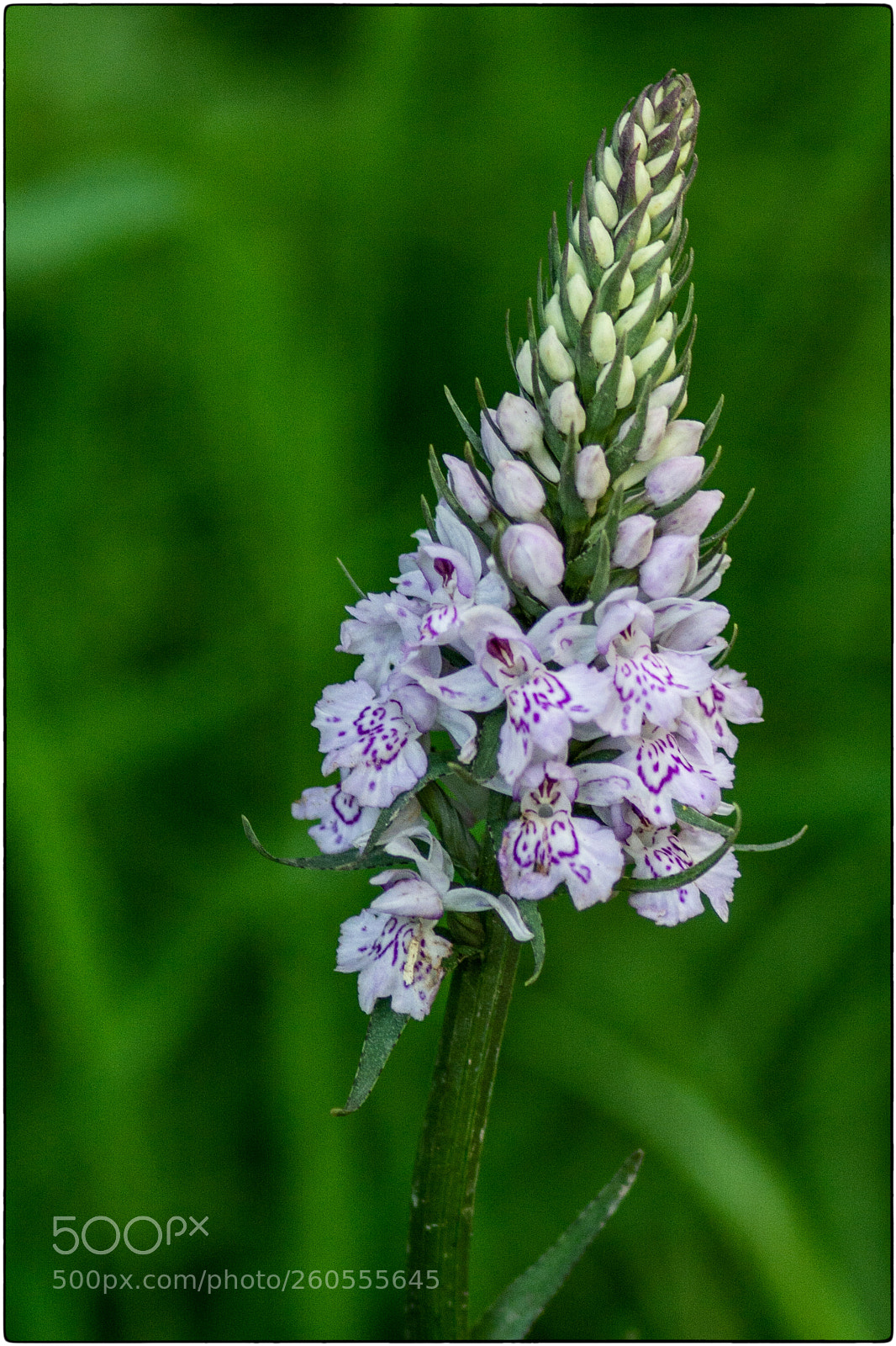 Nikon D7100 sample photo. Abbot's wood arlington east photography