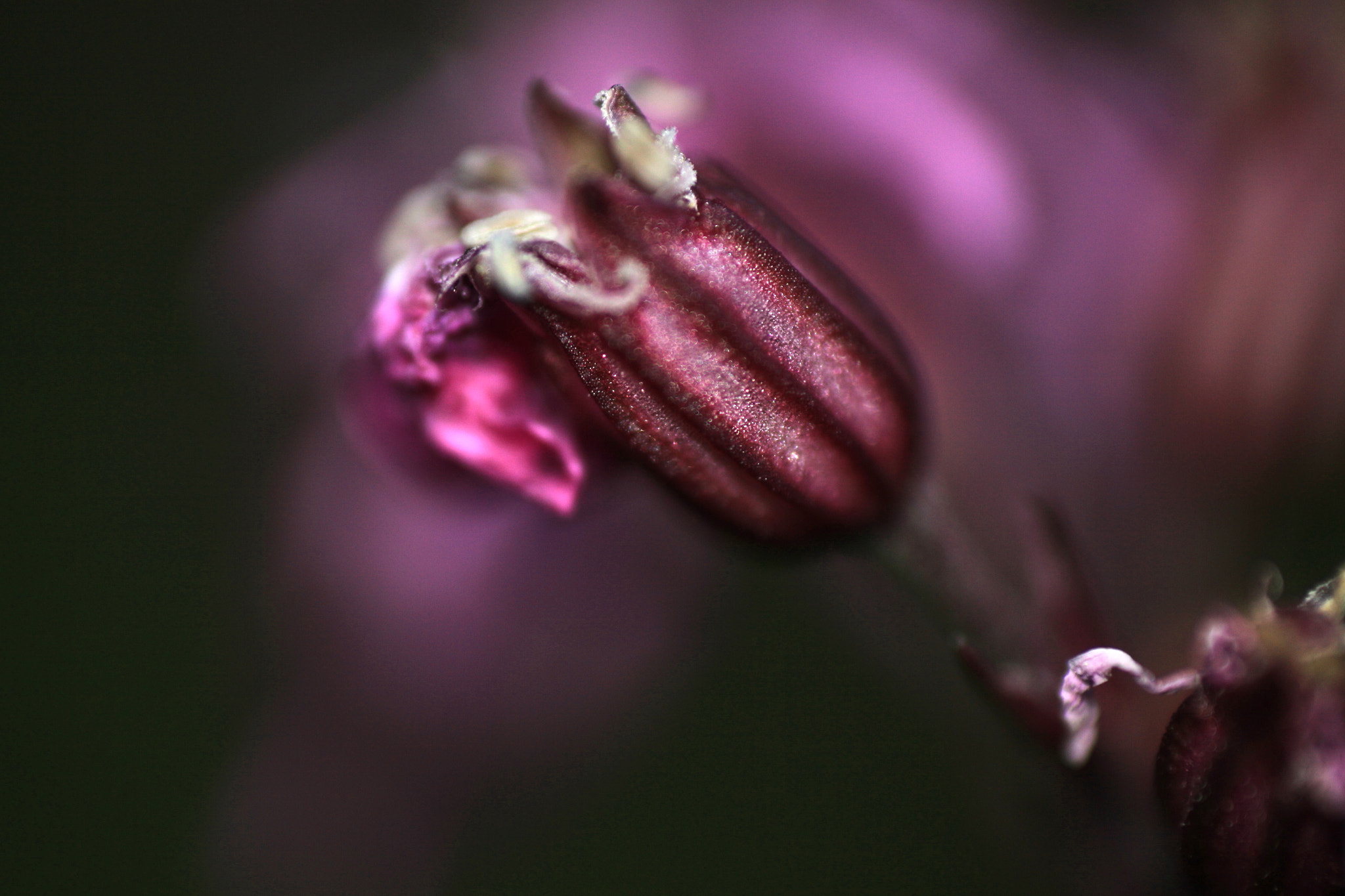 Canon EF 100mm F2.8 Macro USM sample photo. Bud photography