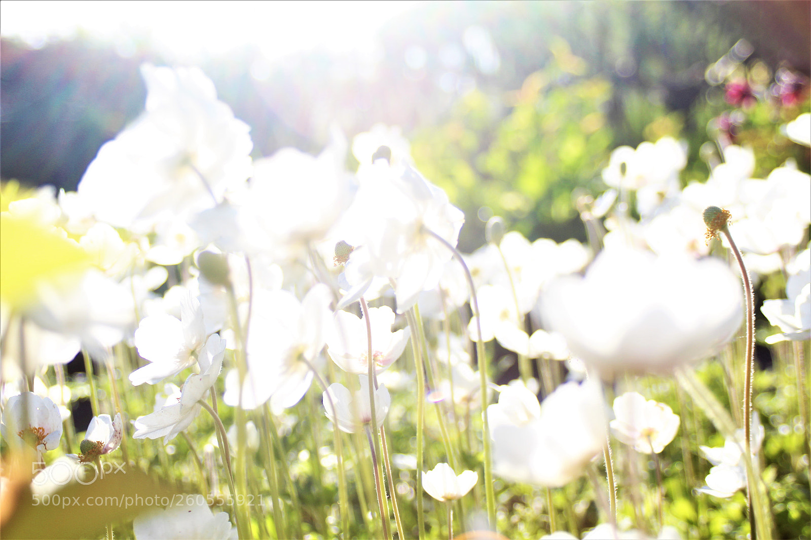 Canon EOS 1200D (EOS Rebel T5 / EOS Kiss X70 / EOS Hi) sample photo. Bathed in the sun photography