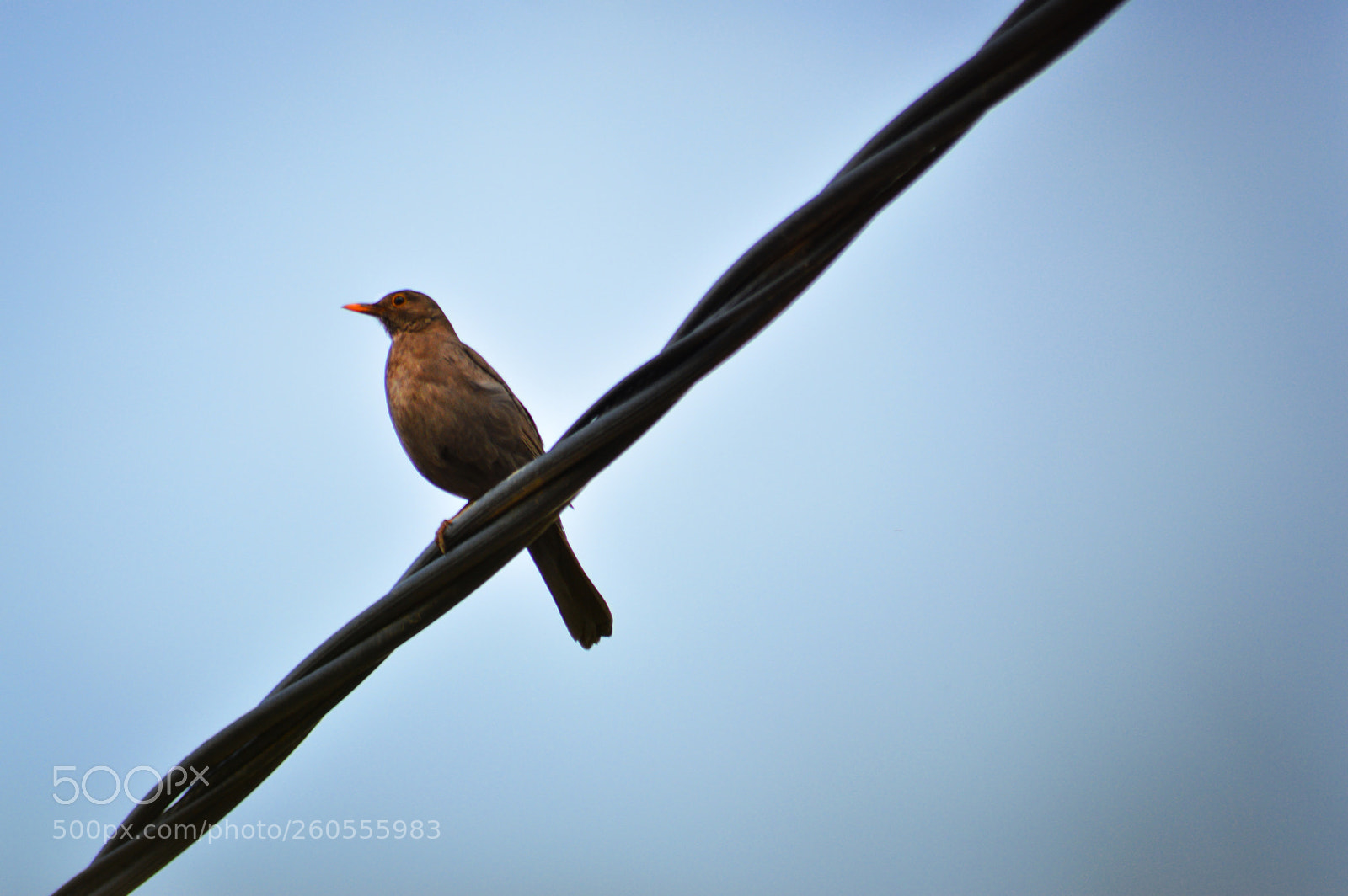 Nikon D3200 sample photo. Sparrow photography