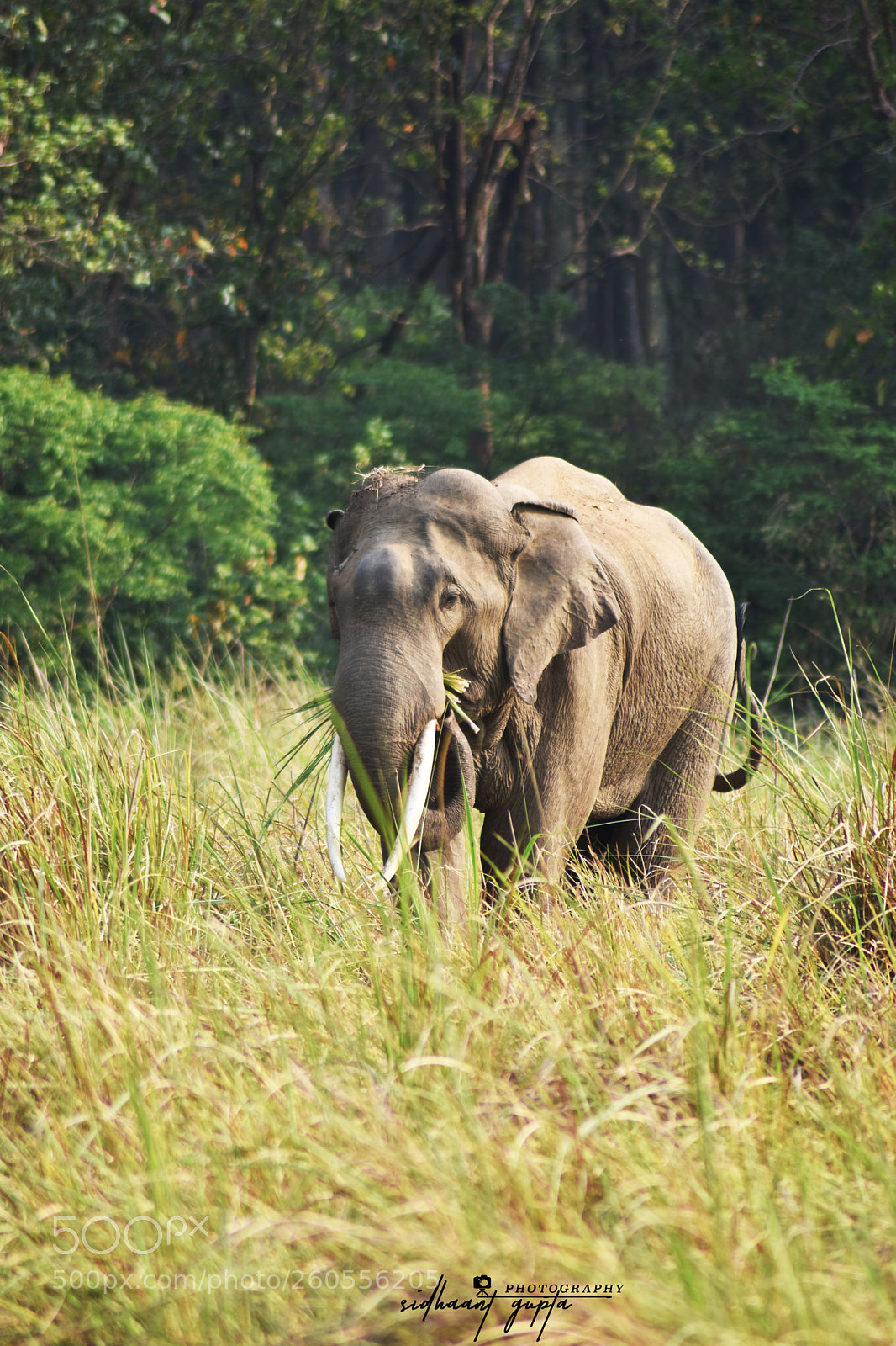 Nikon D3400 sample photo. Tusker portrait photography