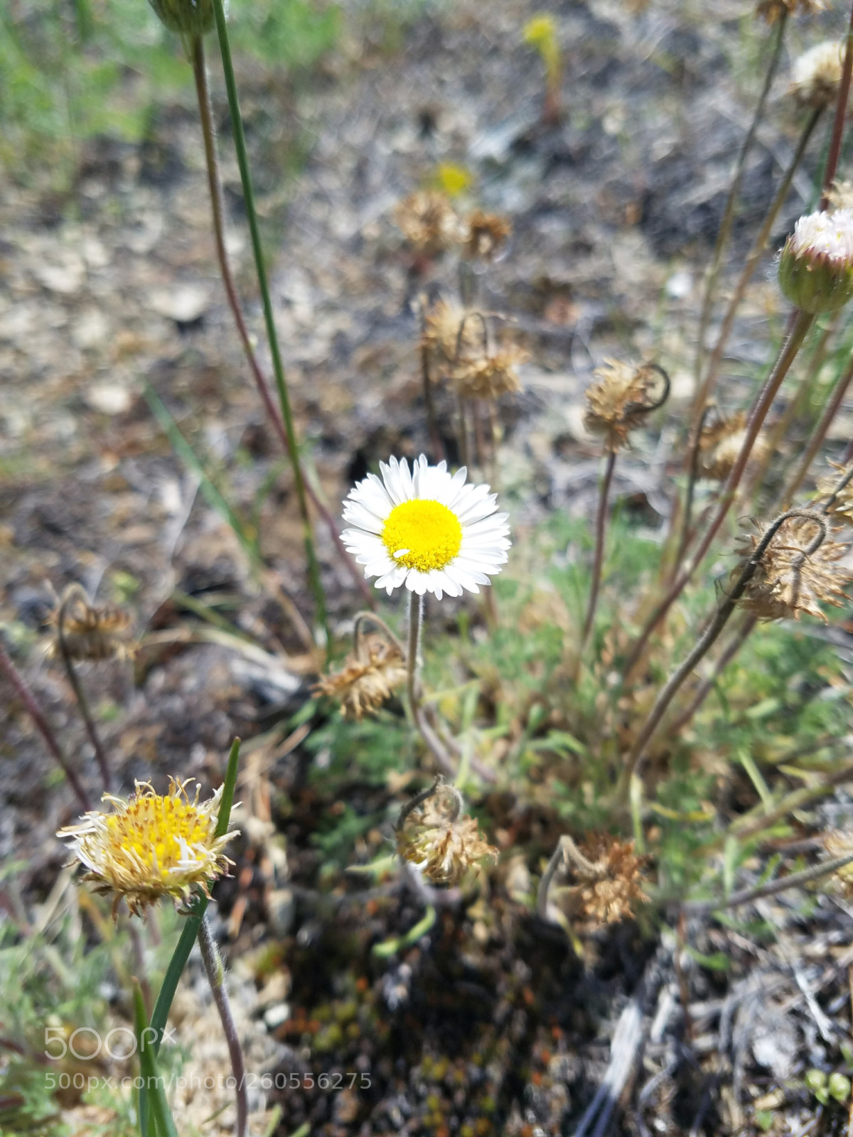 Samsung Galaxy S7 Edge sample photo. Untitled photography