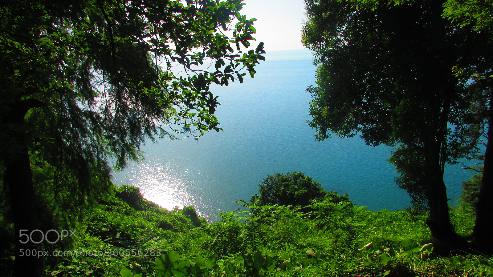 Canon PowerShot SX400 IS sample photo. Botanical garden batumi photography