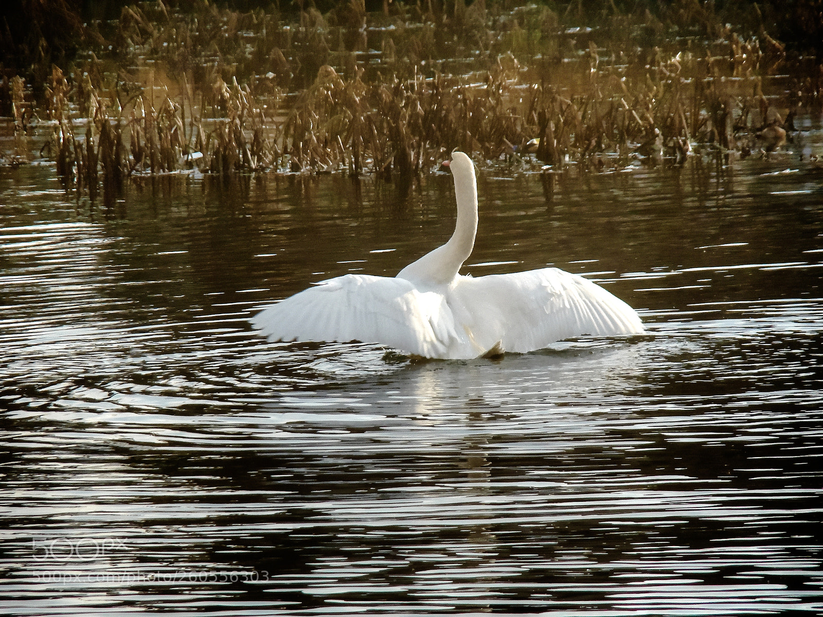 Sony Cyber-shot DSC-H50 sample photo. Swan dance photography