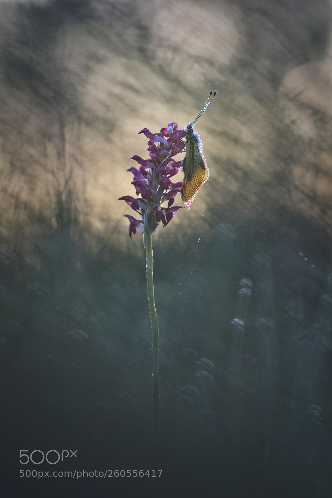 Pentax K-5 sample photo. Shining wings photography