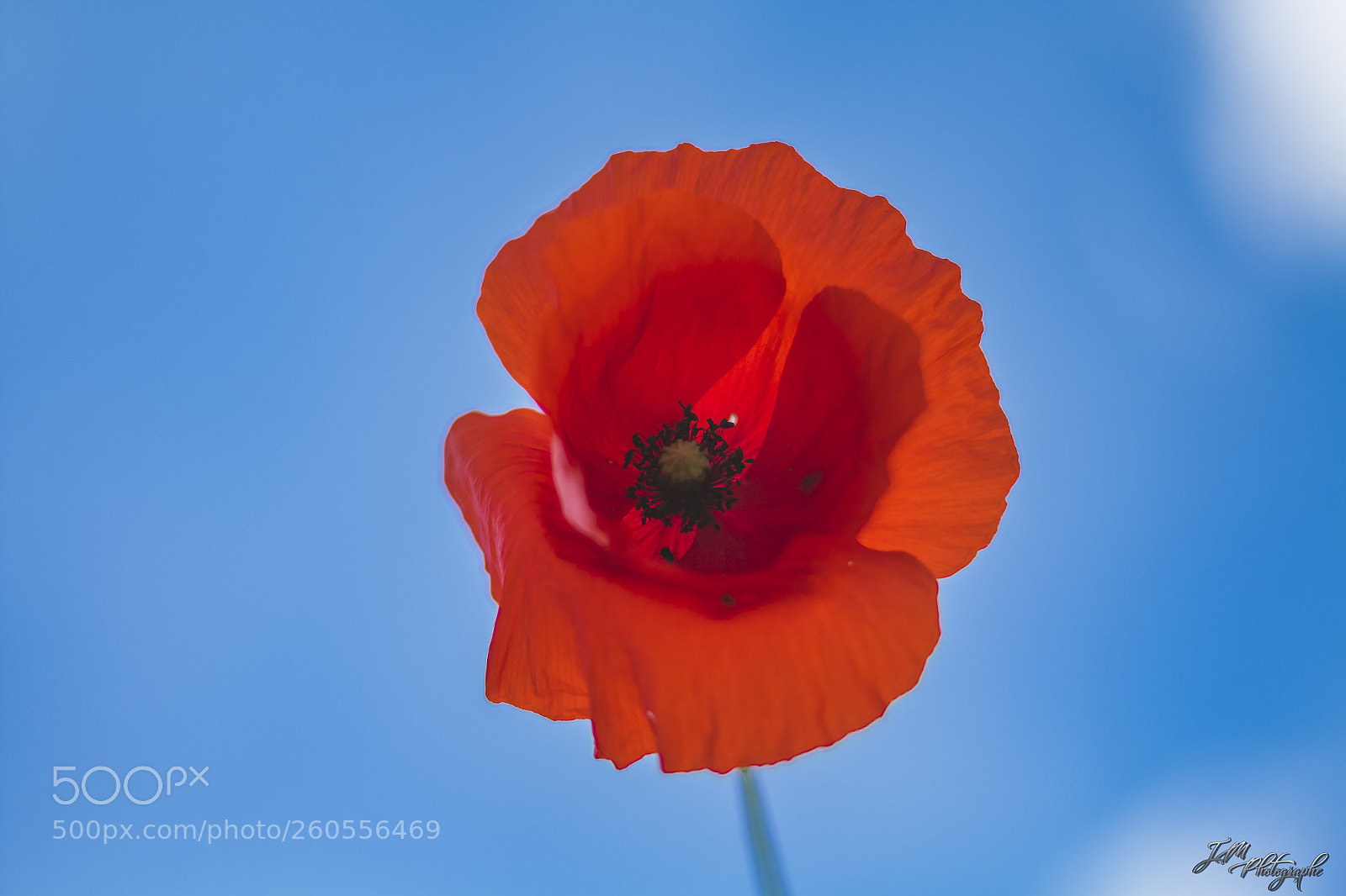 Canon EOS 70D sample photo. Coquelicot photography