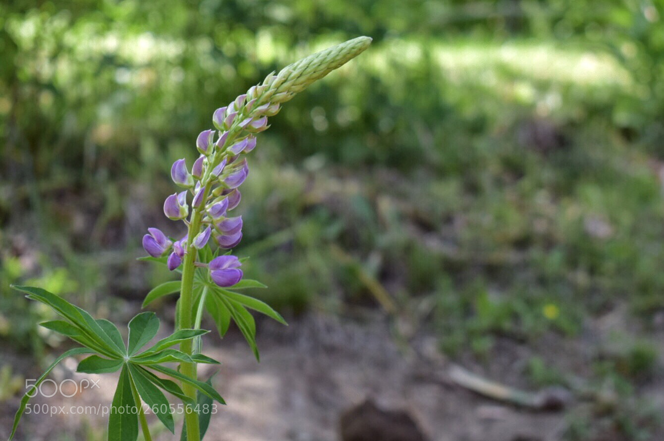 Nikon D5300 sample photo. Untitled photography