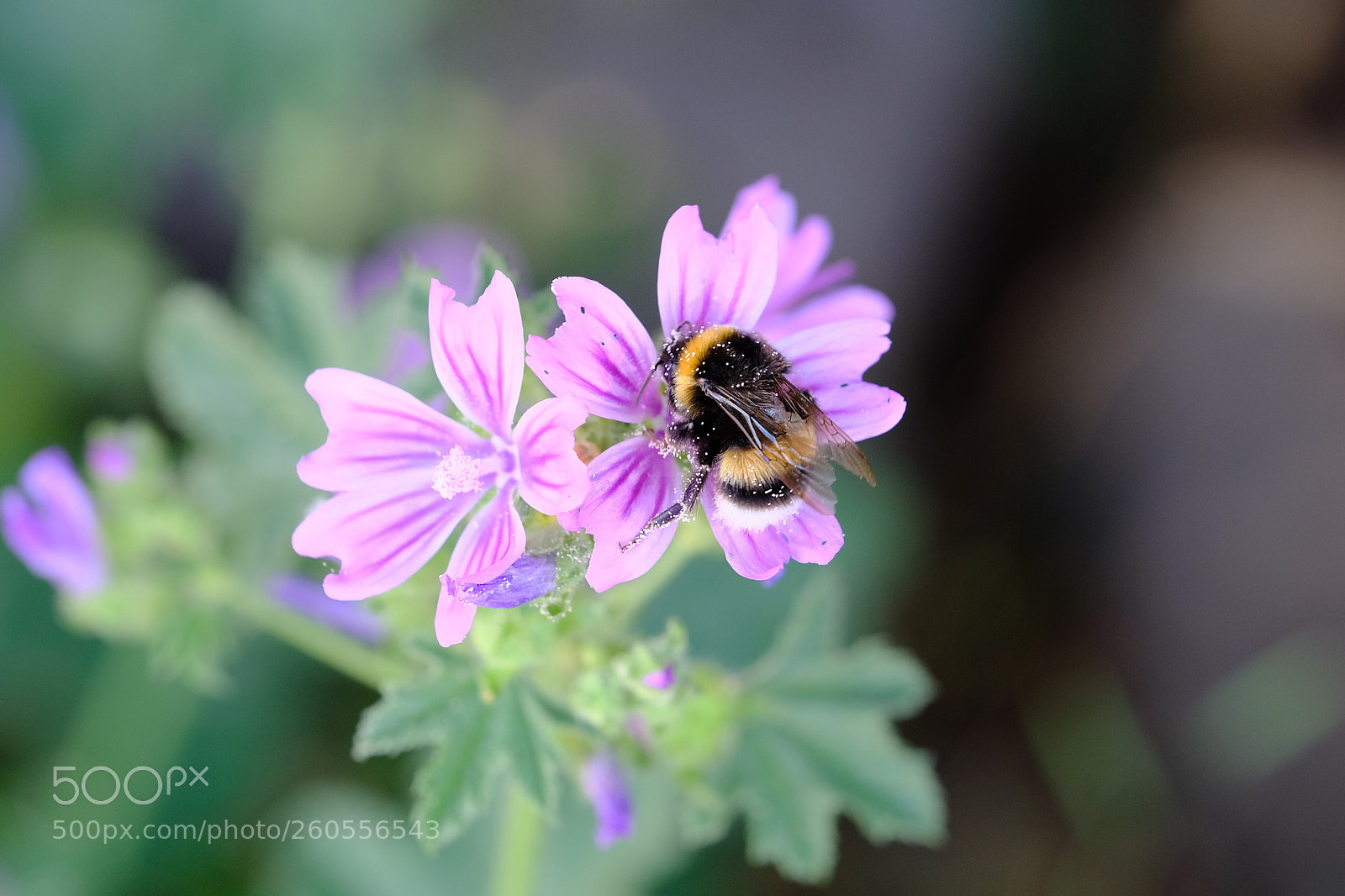 Fujifilm X-T20 sample photo. Bee photography