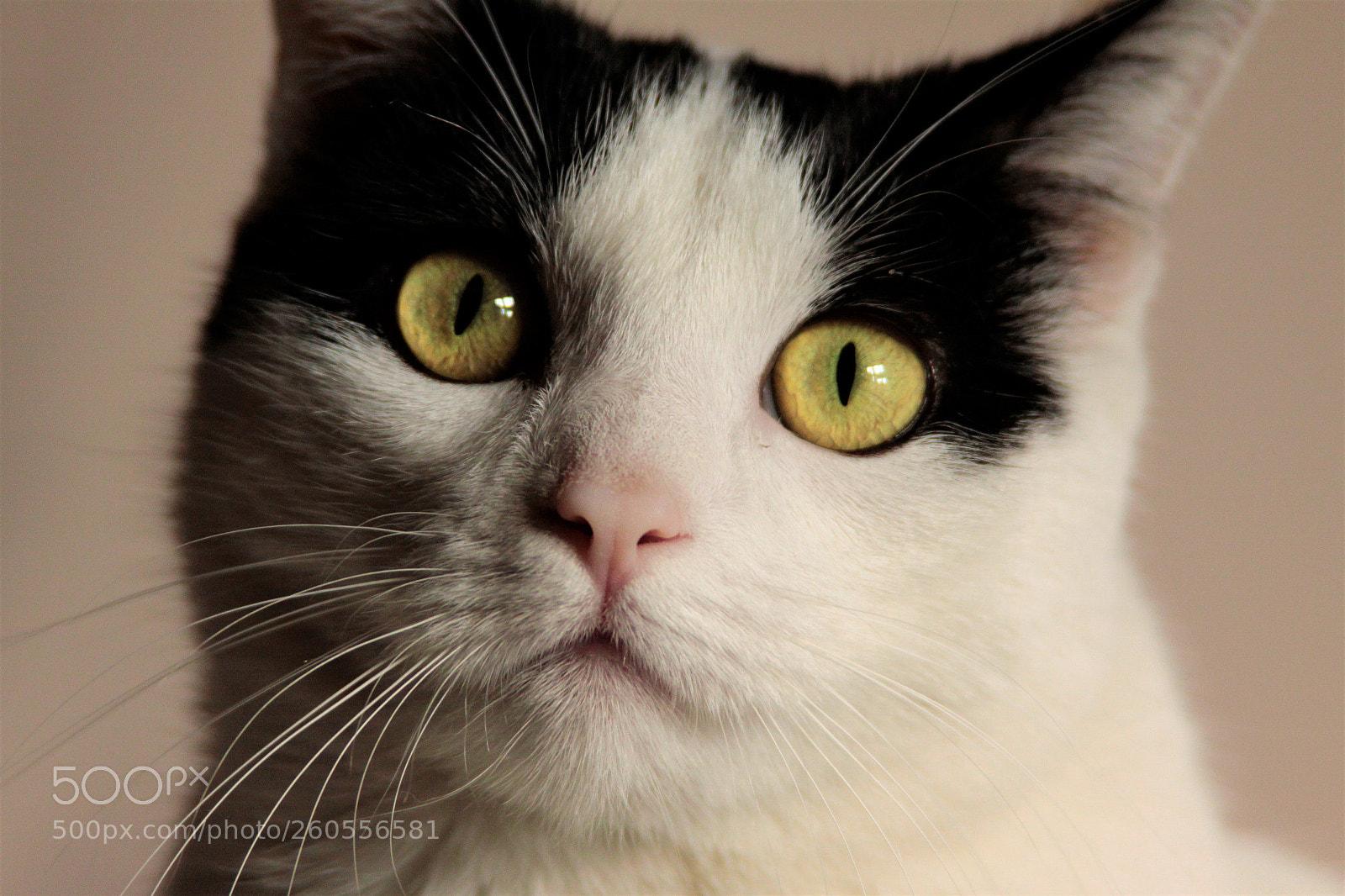 Canon EOS 50D sample photo. Portret photography