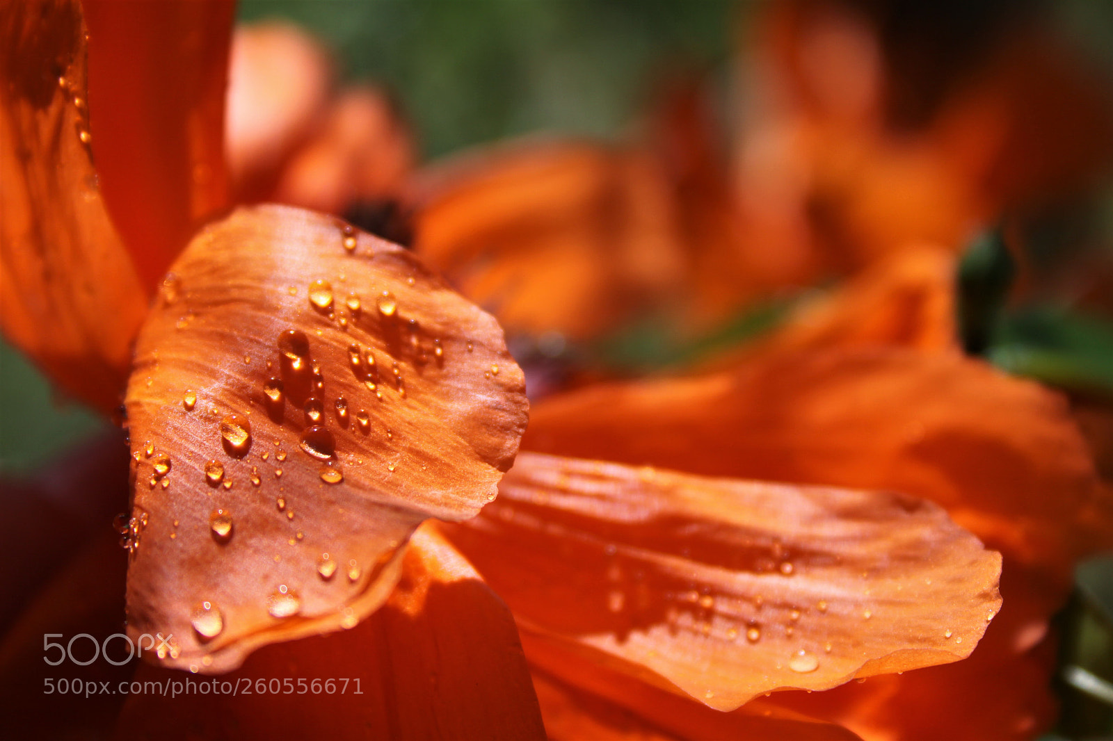 Canon EOS 50D sample photo. Poppy photography