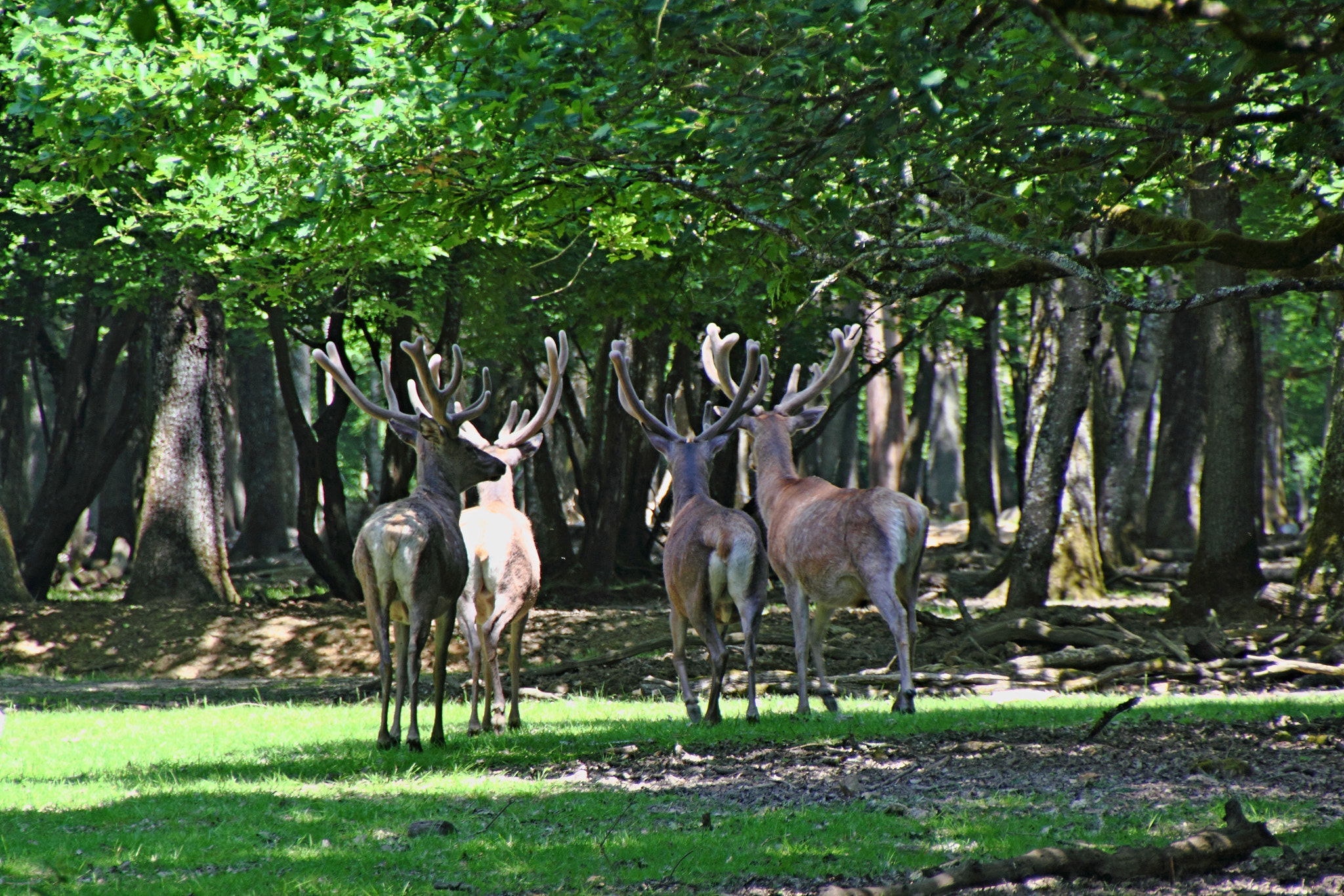 Canon 18-270mm sample photo. 4 deers photography