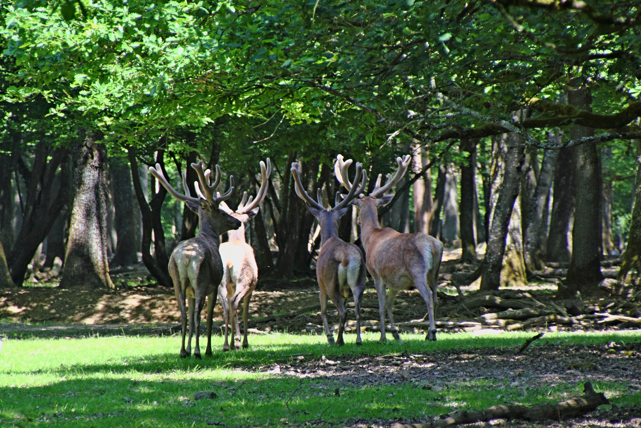 Canon EOS 550D (EOS Rebel T2i / EOS Kiss X4) sample photo. 4 deers photography